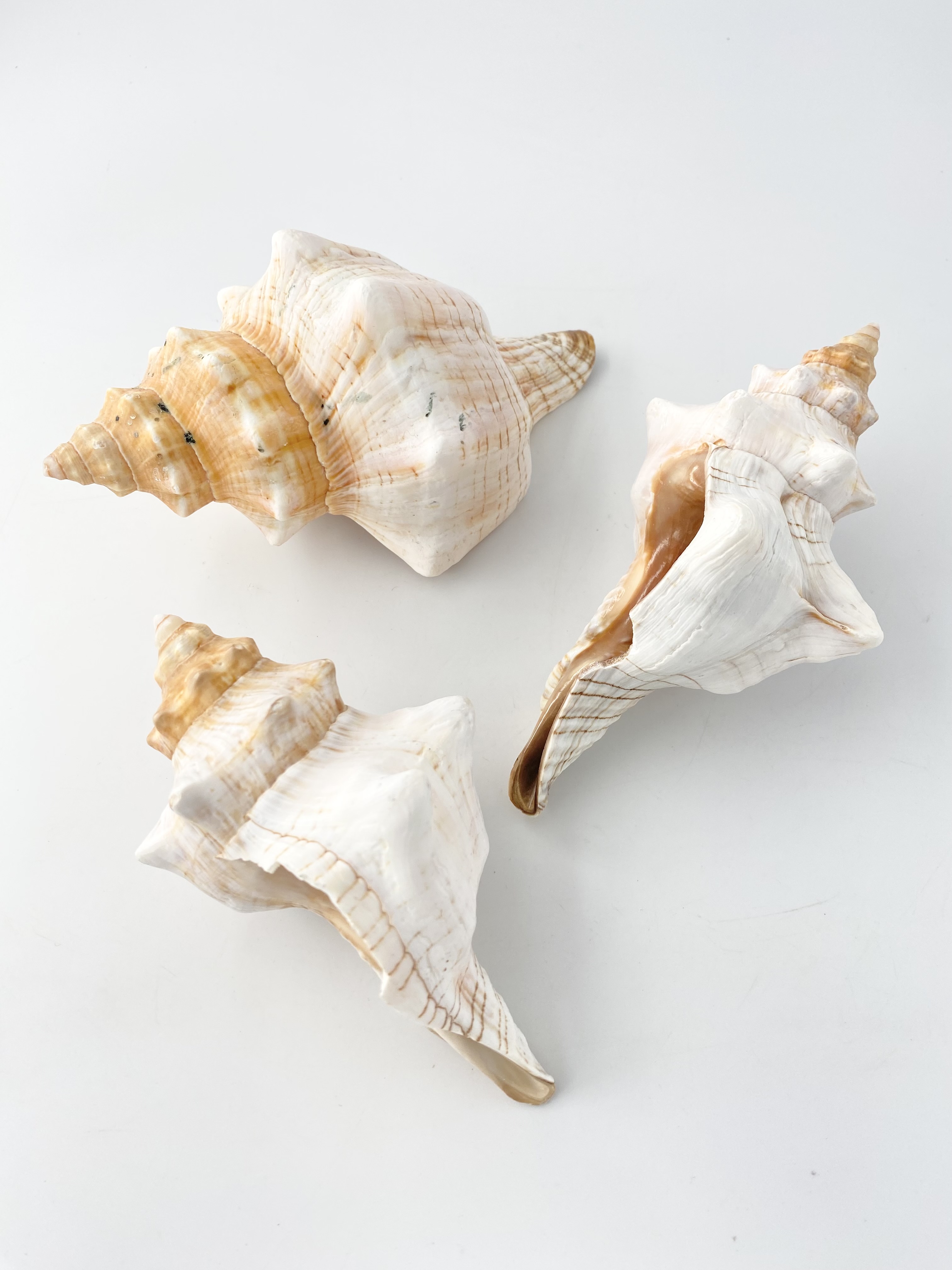 イトマキボラホワイト-B品-【14ｃｍ前後/1個】En: Facsciolaria Trapezium -white- Bgrade(size:14cm/1pc) 貝殻