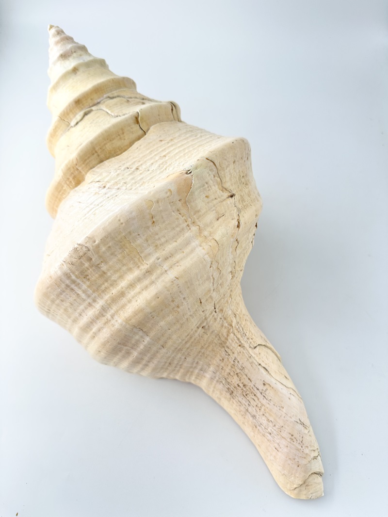 アラフラオオニシ磨きNO.2017【約45ｃｍ/約2600ｇ/1個/現品】  En: Australian Trumpet (size:45cm, weight:2600g) 貝殻