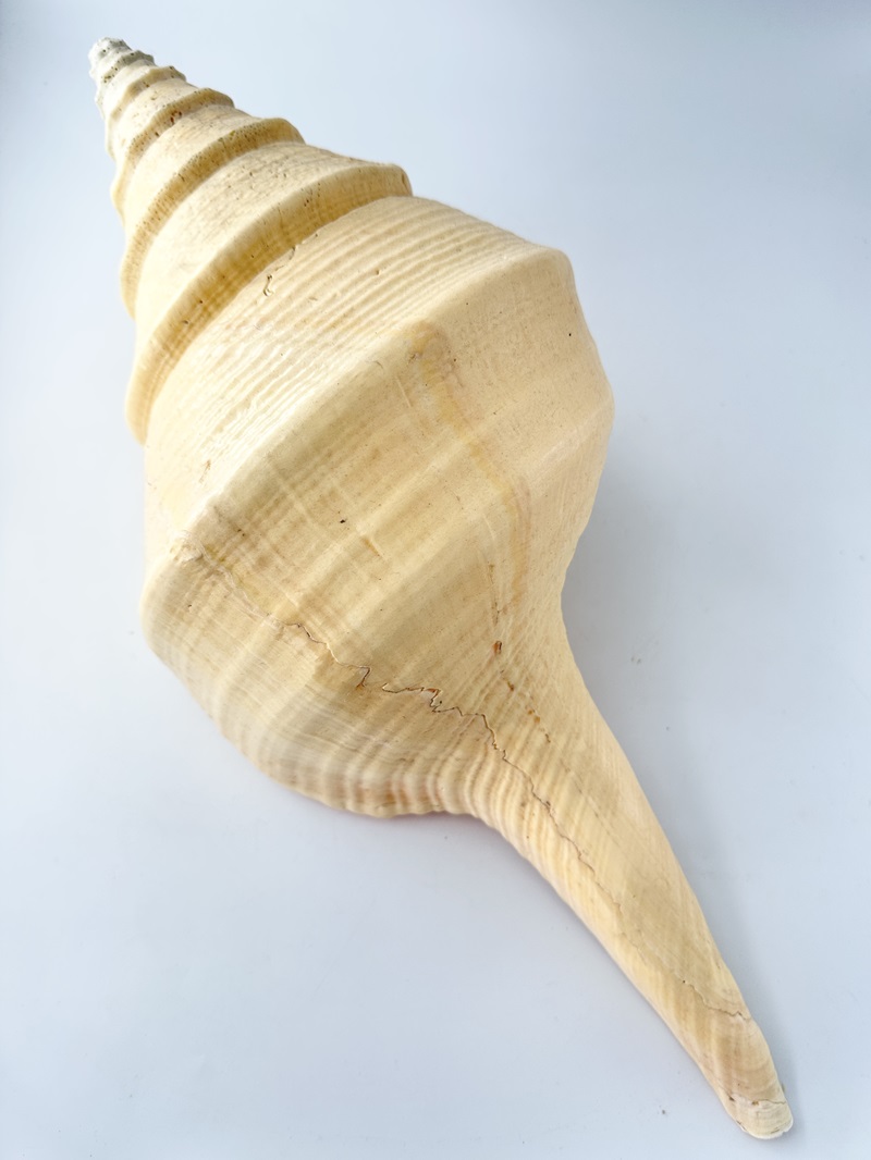 アラフラオオニシ磨きNO.2018【約48ｃｍ/約1500ｇ/1個/現品】  En: Australian Trumpet (size:48cm, weight:1500g) 貝殻