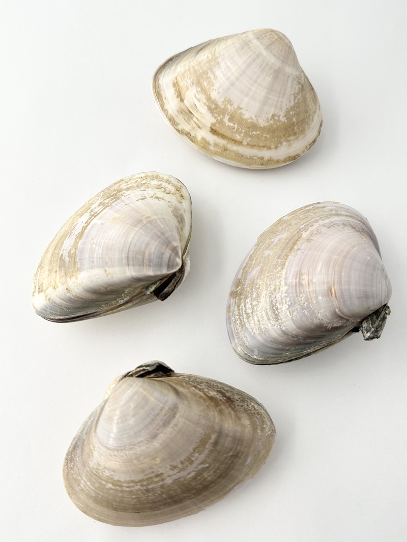 国産 天然 ハマグリペア【8ｃｍ前後/1組】  En: Meretrix lusoria pair (Size:8cm, per 1pair) 貝殻