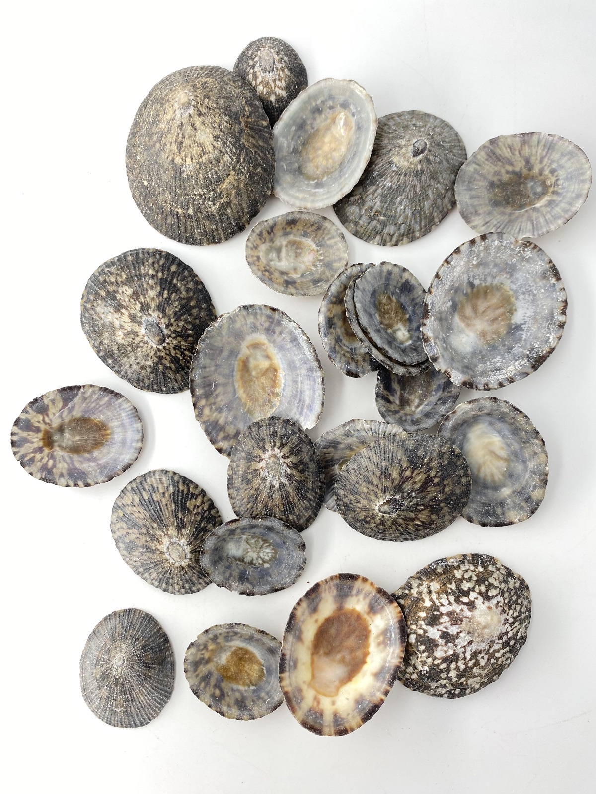 テツディナリア【約3～7ｃｍ】(オベッコウカサガイ)「 En: Pattella testudinaria(Size:3-7cm) 貝殻