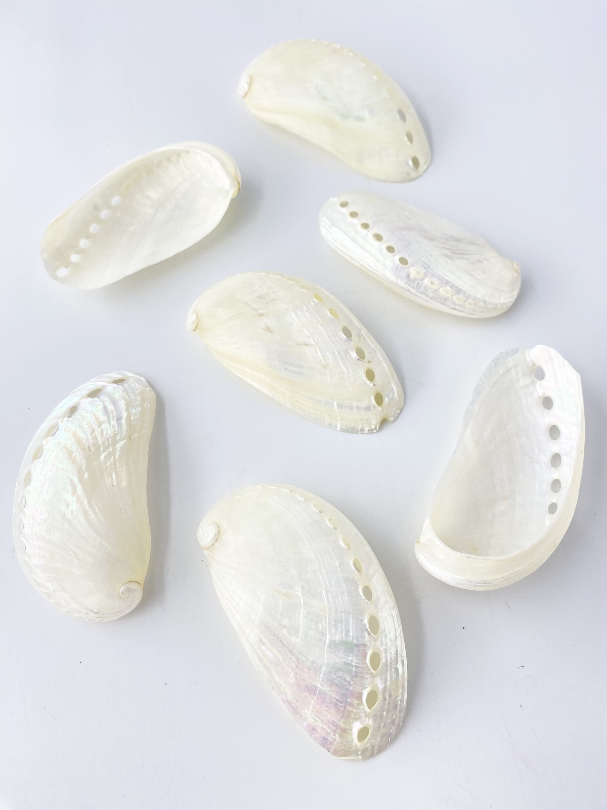 ミミガイ真珠磨き【約7～8ｃｍ/5枚】[メール便可-8袋まで] En: Haliotis asinina pealized (Size:7-8cm, per 5pcs) 貝殻