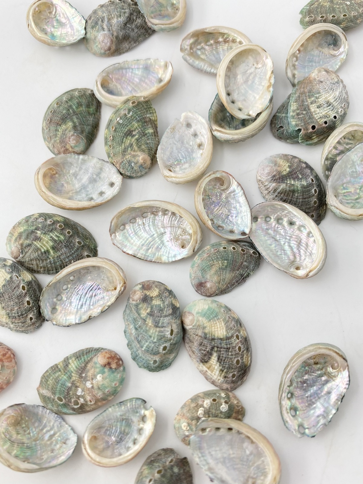 海外産ミニアワビ【約1.5ｃｍ前後/約10ｇ】[メール便可 - 8袋まで]En: Small Abalone (size:1.5ｃｍ, per 10ｇ)