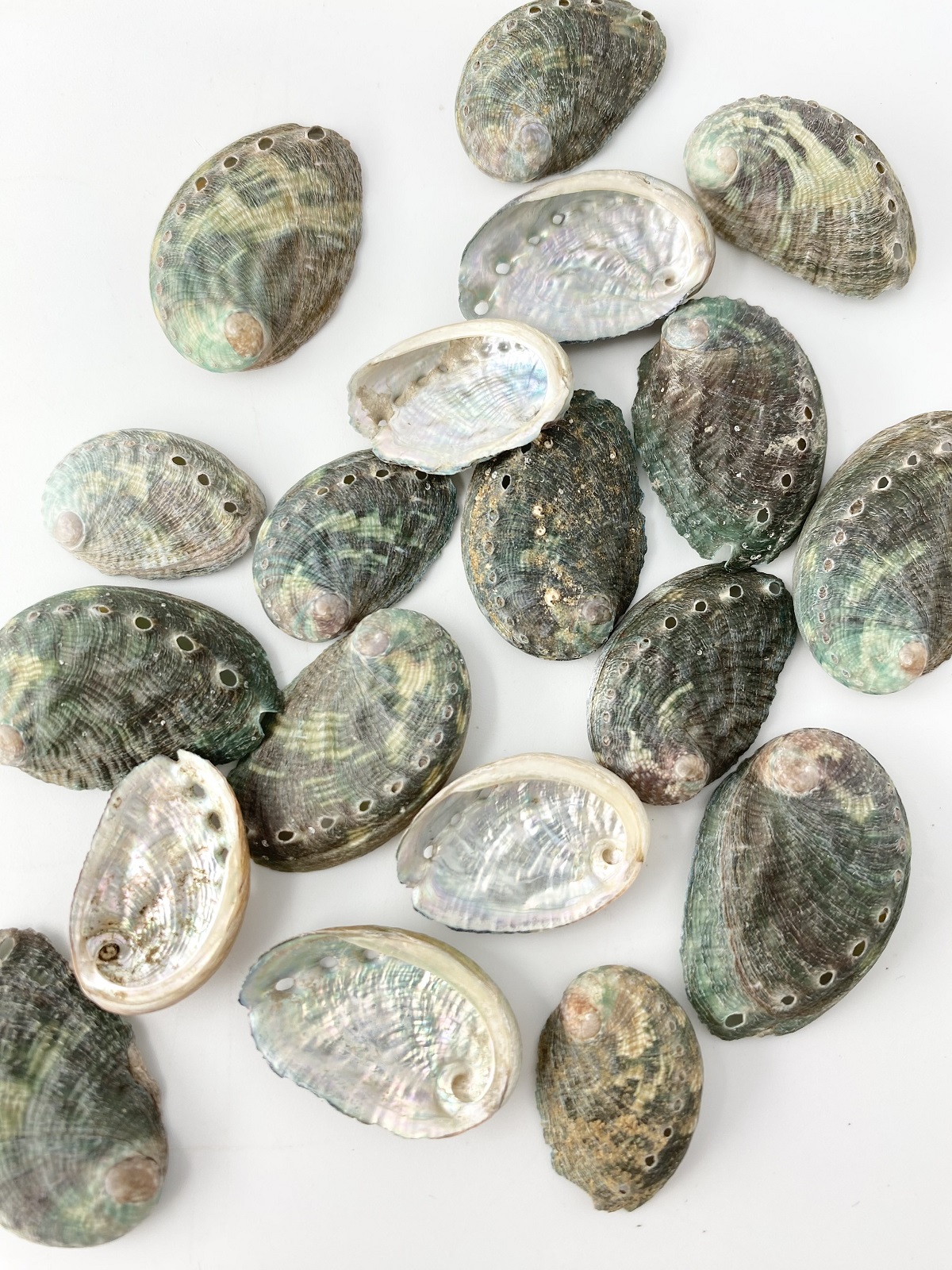海外産ミニアワビ【約2.5ｃｍ前後/約10ｇ】[メール便可 - 8袋まで]En: Small Abalone (size:2.5ｃｍ, per 10ｇ) 貝殻