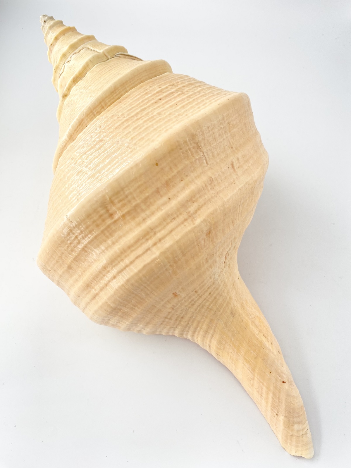 アラフラオオニシ磨きNO.2005【約48ｃｍ/約2250ｇ/1個/現品】  En: Australian Trumpet (size:48cm, weight:2250g) 貝殻