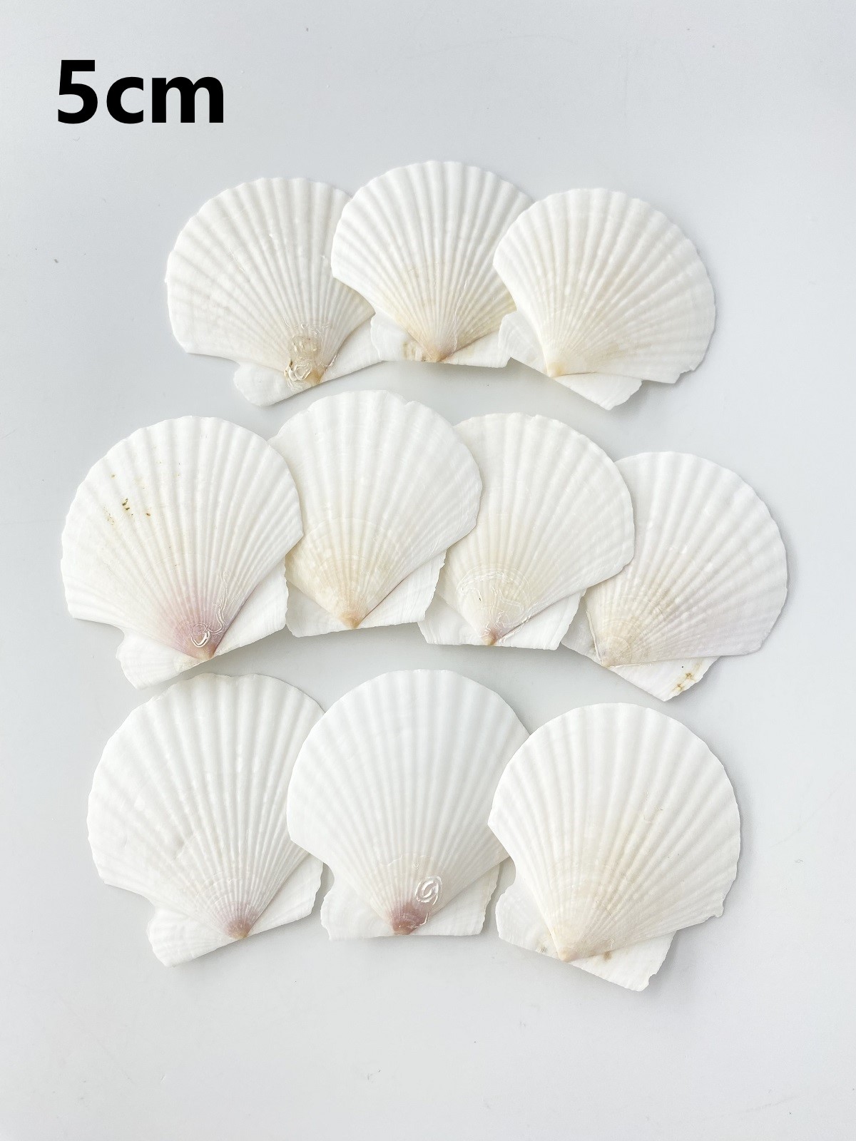 ホタテガイ【約5ｃｍ/10枚】[メール便可-12袋まで]En: Japanese Scallop(size:5cm, per 10pcs)