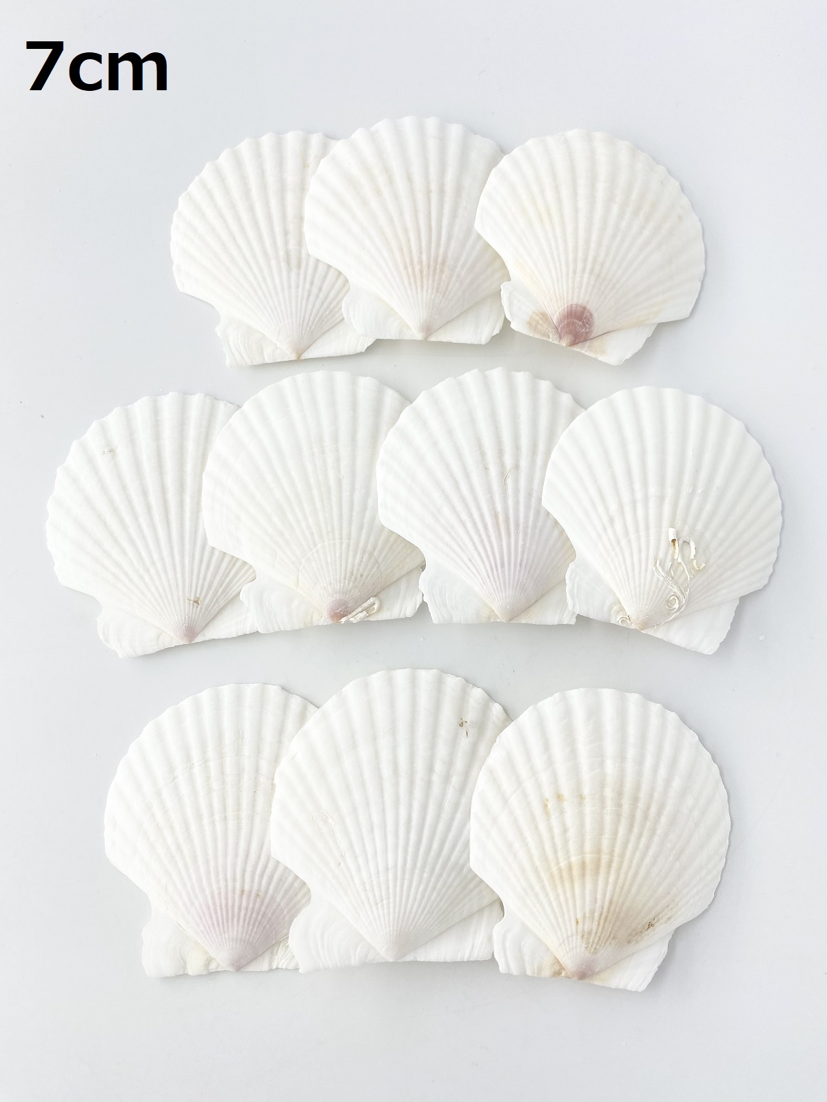 ホタテガイ【約7ｃｍ/10枚】[メール便可-3袋まで]　En: Japanese Scallop(size:7cm, per 10pcs) 貝殻