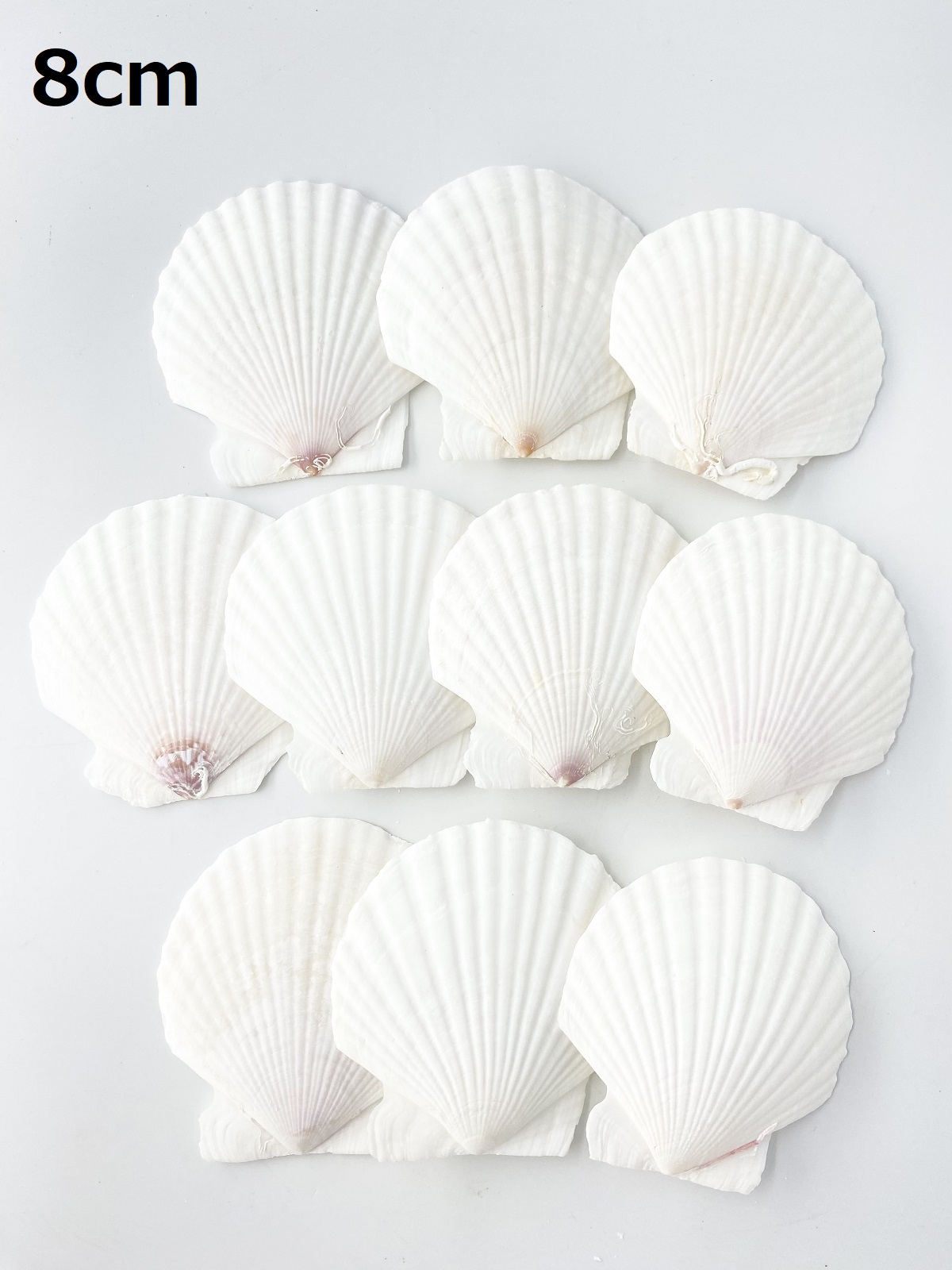 ホタテガイ【約8ｃｍ/10枚】[メール便可-2袋まで]　En: Japanese Scallop(size:8cm, per 10pcs) 貝殻