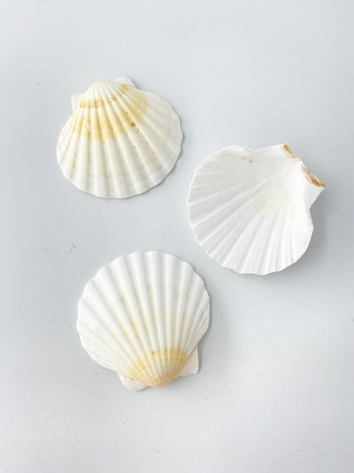 イタヤガイ【8ｃｍ前後/5枚入】[メール便可-1袋まで]  En: White scallop (size:8cm, per 5pcs) 貝殻