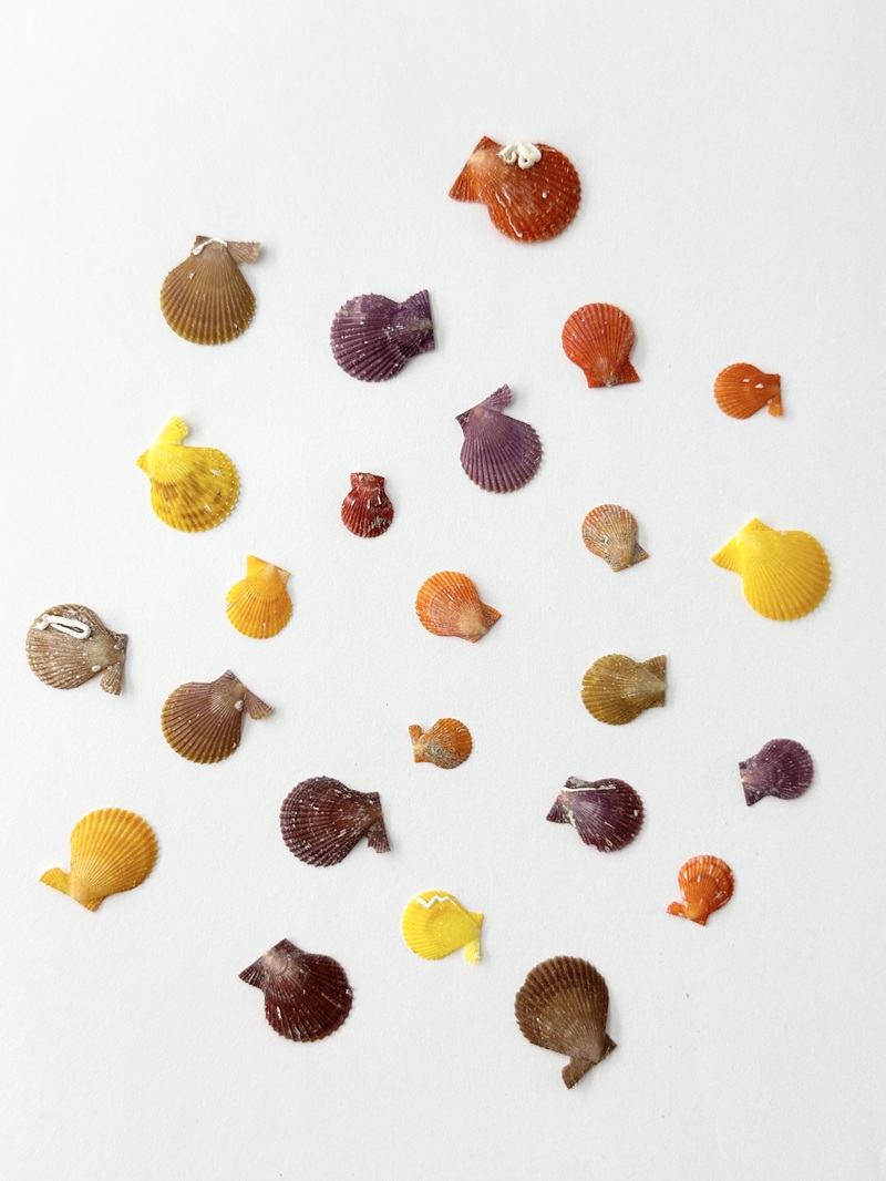 国産(極小)ヒオウギガイ片面【約1.5ｃｍ以下/20枚】[メール便可 ]En: Small Pecten Nobilis(size:1.5ｃｍ, per 20枚) 貝殻