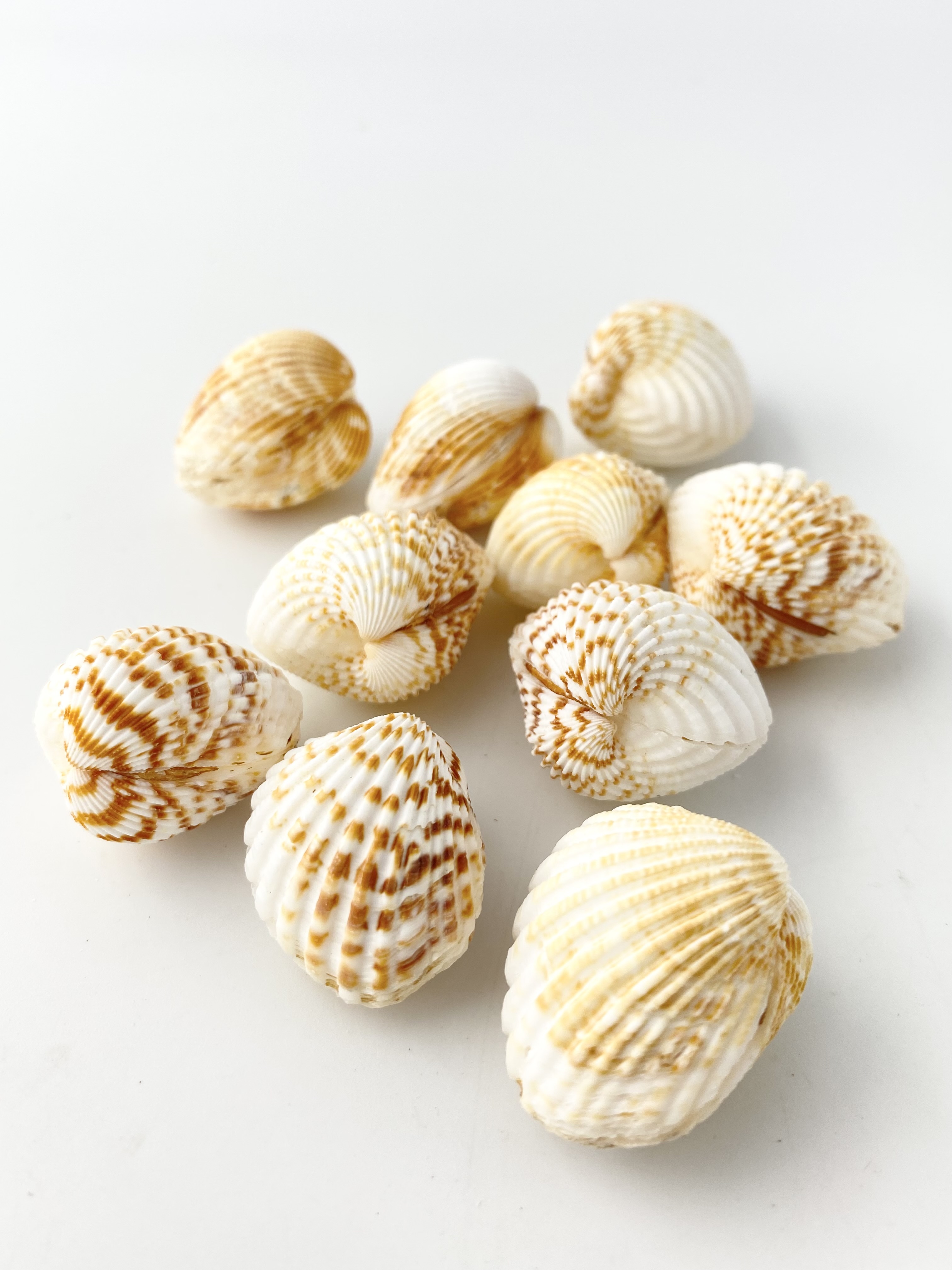 ブラウンコックレス【約2.5～3.5ｃｍ/10個】[メール便可-4袋まで]   En: Brown cockles (Size:2.5-3.5cm, per 10pcs) 貝殻