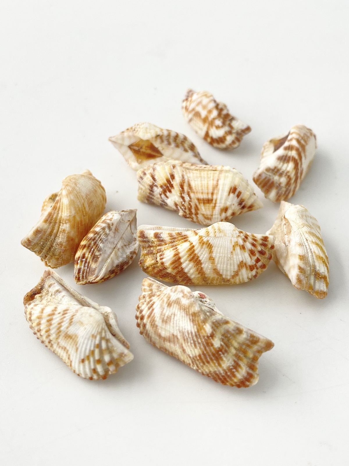 ミニワシノハガイ　両面【約2.0～3.0cｍ/10個】[メール便可-9袋まで]  En:Arca navicularis (Size:2-3cm, per 10pcs) 貝殻