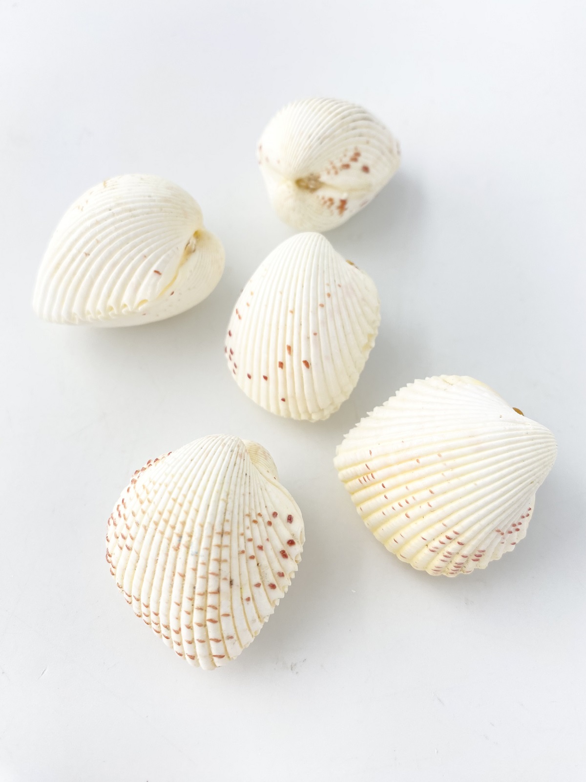 カワラガイ【約3.0～4.0ｃｍ/6個】[メール便可-6袋まで] 　En: Fragum unedo(Size:3-4cm, per 6pcs) 貝殻