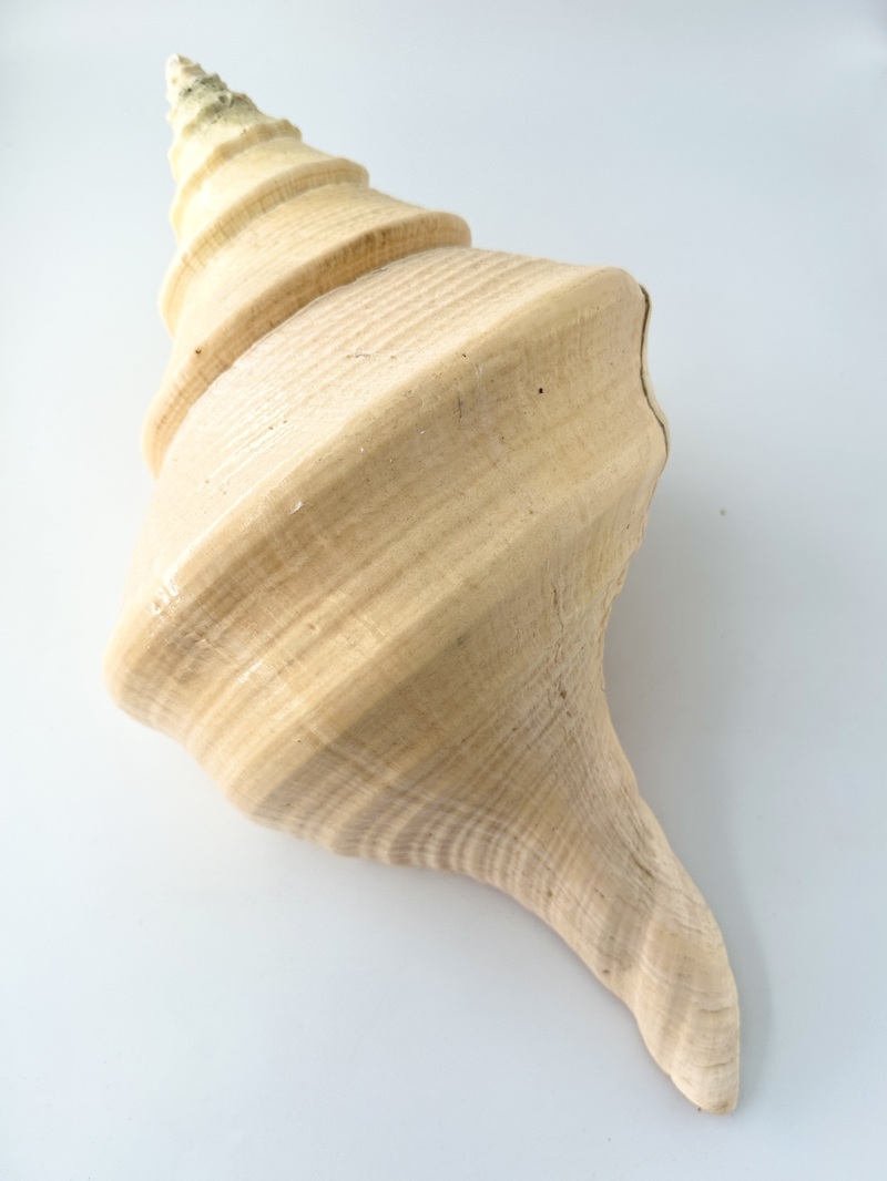 アラフラオオニシ磨きNO.2020【約45ｃｍ/約2460ｇ/1個/現品】  En: Australian Trumpet (size:45cm, weight:2460g) 貝殻