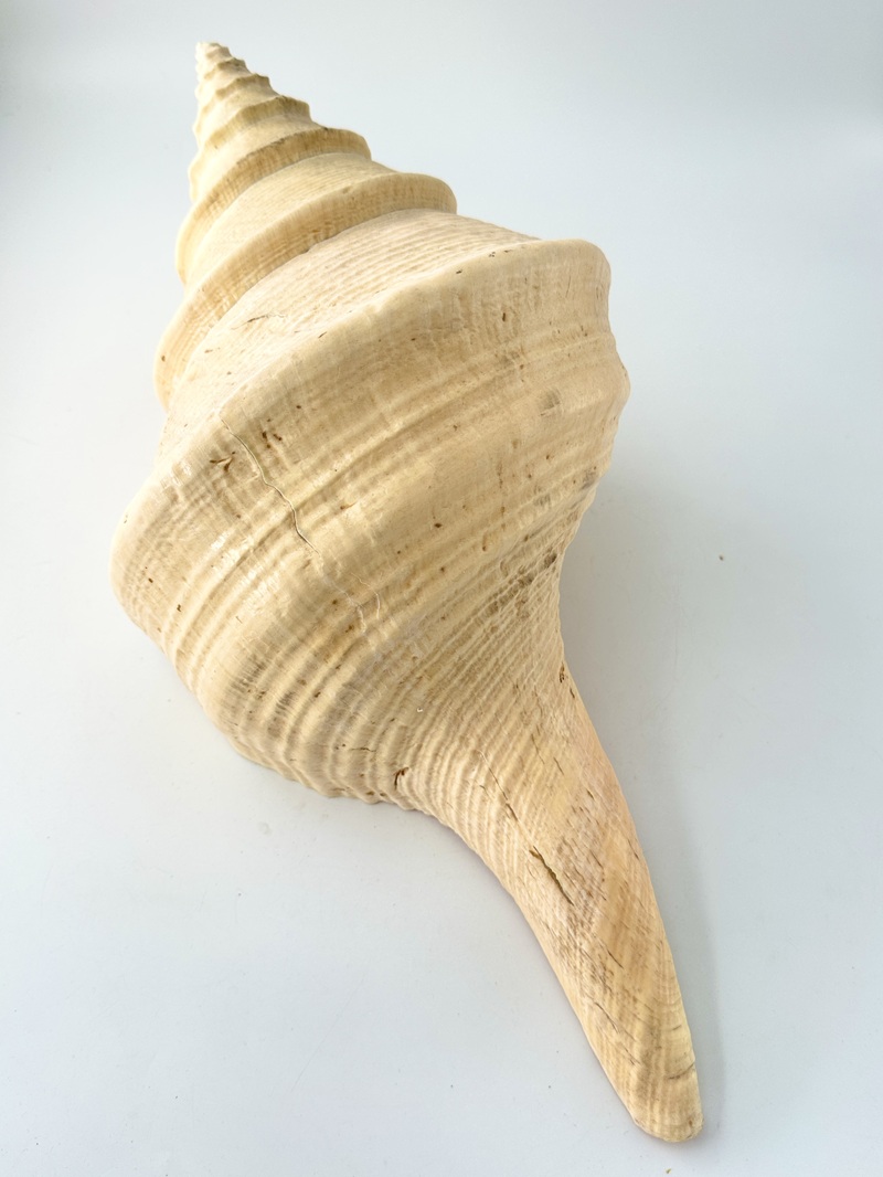 アラフラオオニシ磨きNO.2021【約45.5ｃｍ/約2100ｇ/1個/現品】  En: Australian Trumpet (size:45.5cm, weight:2100g) 貝殻