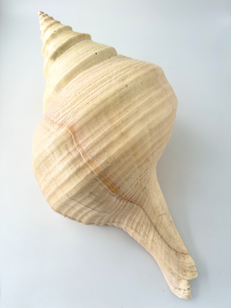アラフラオオニシ磨きNO.2022【約46ｃｍ/約3400ｇ/1個/現品】  En: Australian Trumpet (size:46cm, weight:3400g) 貝殻