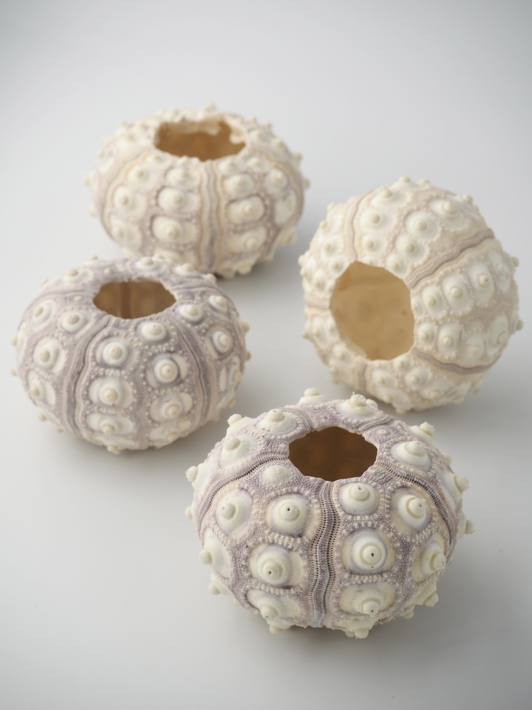 シーウーチンスプートニック（ミナミバクダンウニ）【約5～6ｃｍ】En: Sputnik urchin (size:5-6cm) 貝殻