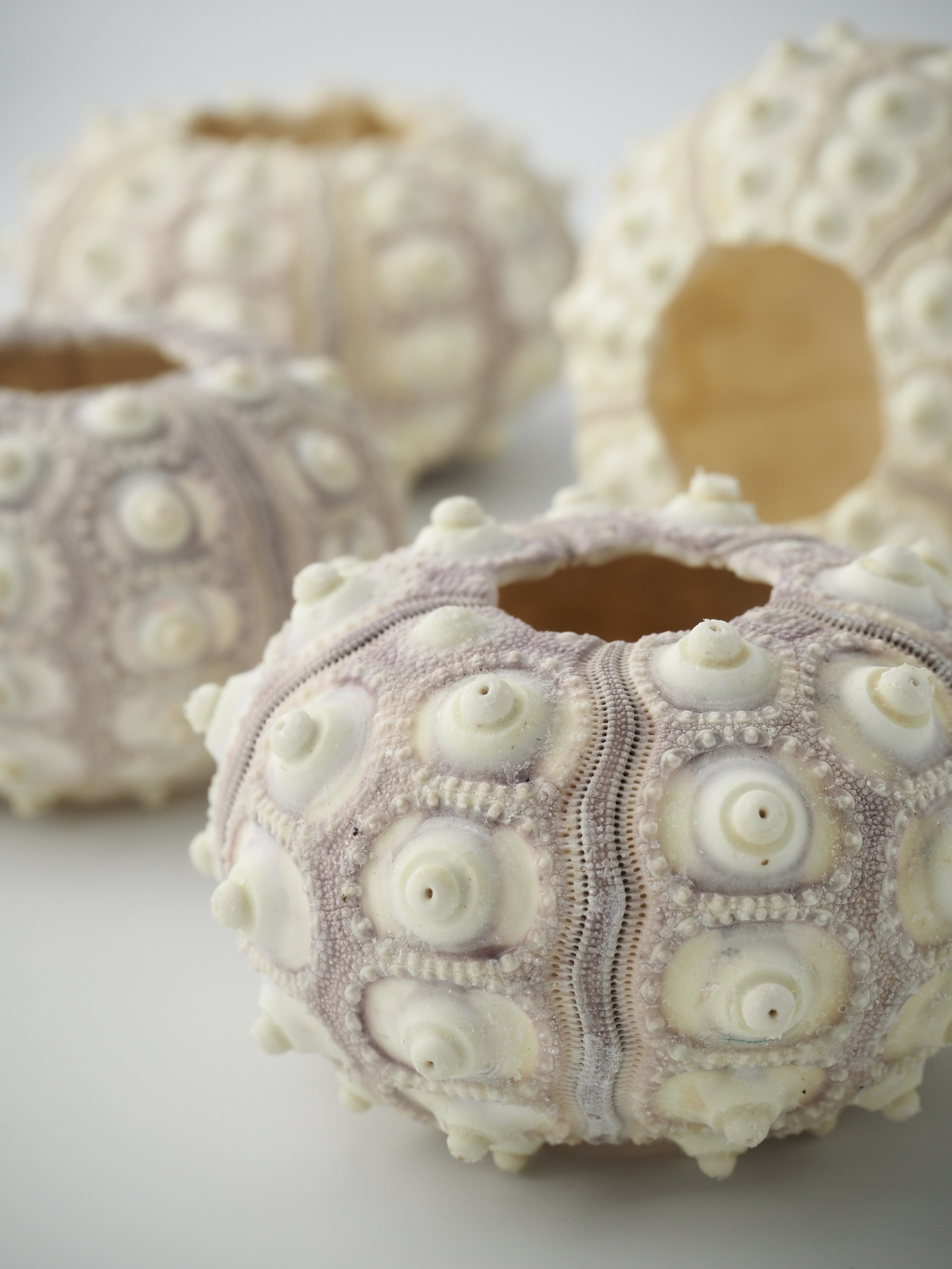 シーウーチンスプートニック（ミナミバクダンウニ）【7.5ｃｍ以上/1個】En: Sputnik urchin (size:approx.7.5cm, per 1pcs) 貝殻