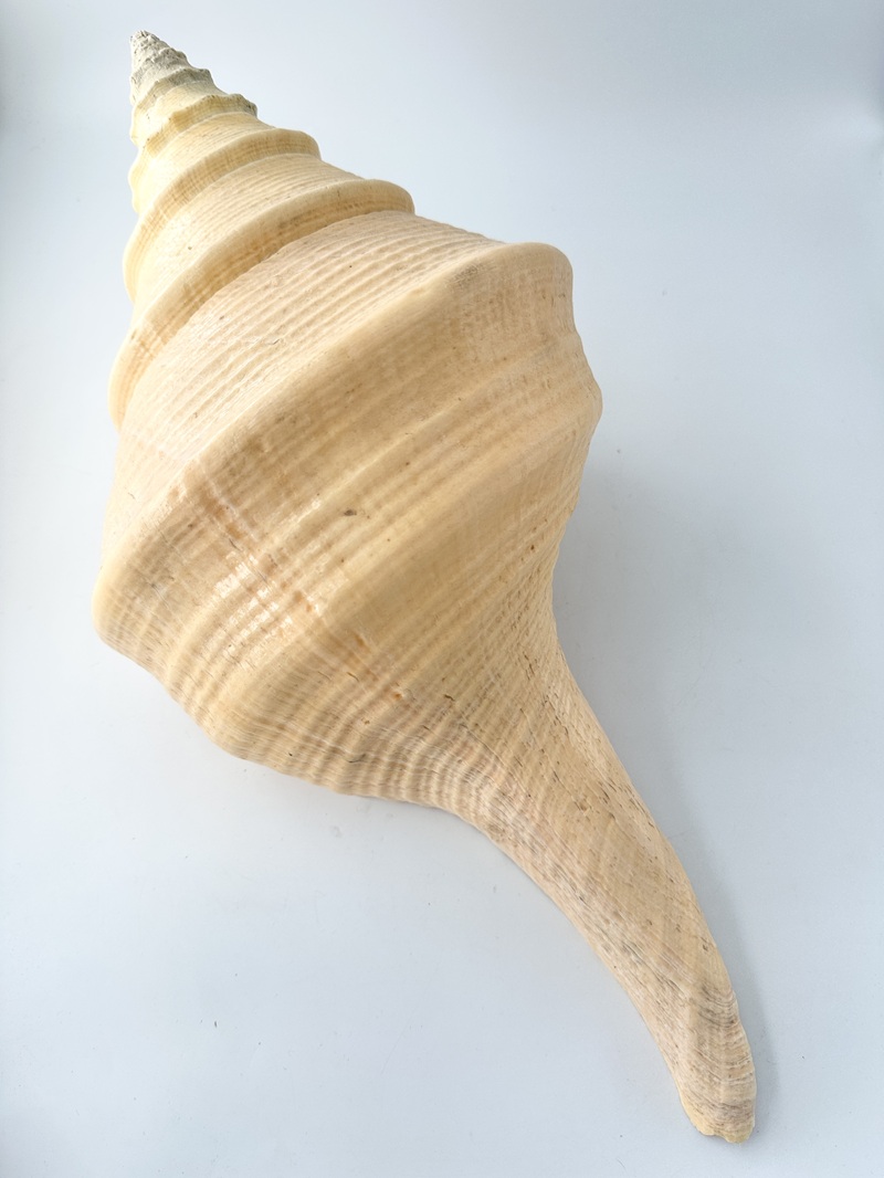 アラフラオオニシ磨きNO.2023【約49ｃｍ/約2500ｇ/1個/現品】  En: Australian Trumpet (size:49cm, weight:2500g) 貝殻