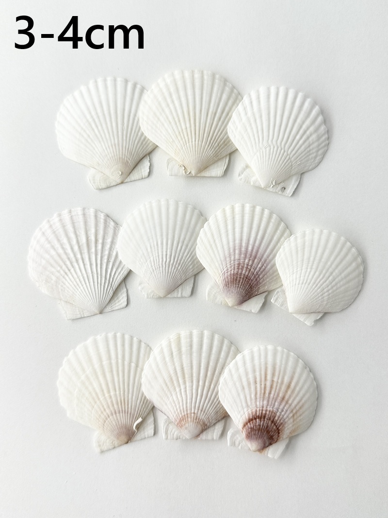 ホタテガイ【約3～4ｃｍ/10枚】[メール便可]En: Japanese Scallop(size:3-4cm, per 10pcs) 貝殻
