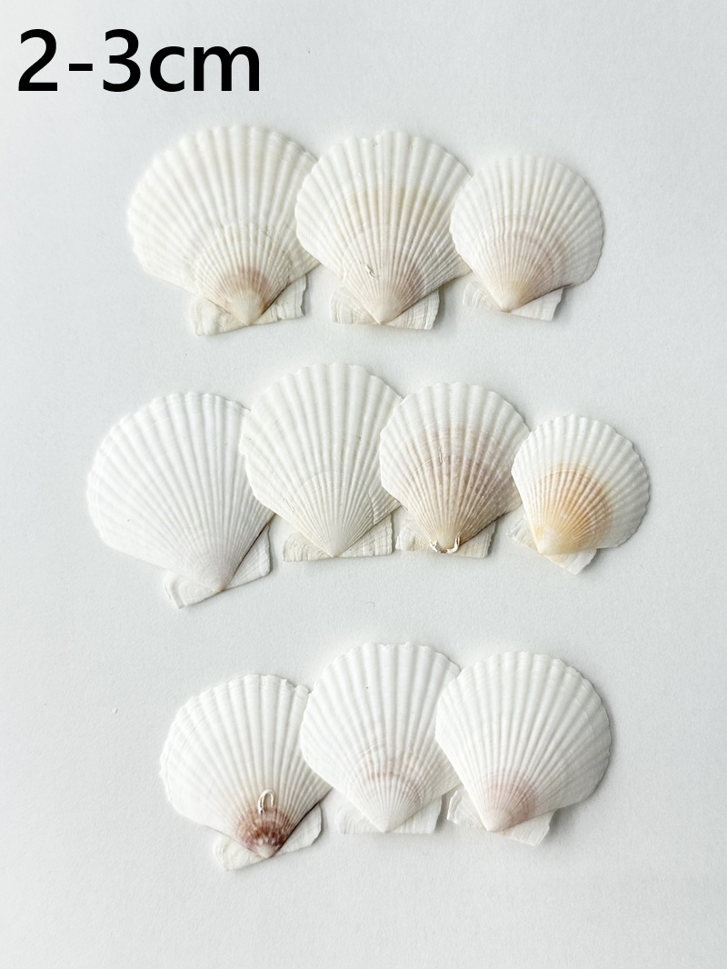 ホタテガイ【約2～3ｃｍ/10枚】[メール便可]En: Japanese Scallop(size:2-3cm, per 10pcs) 貝殻