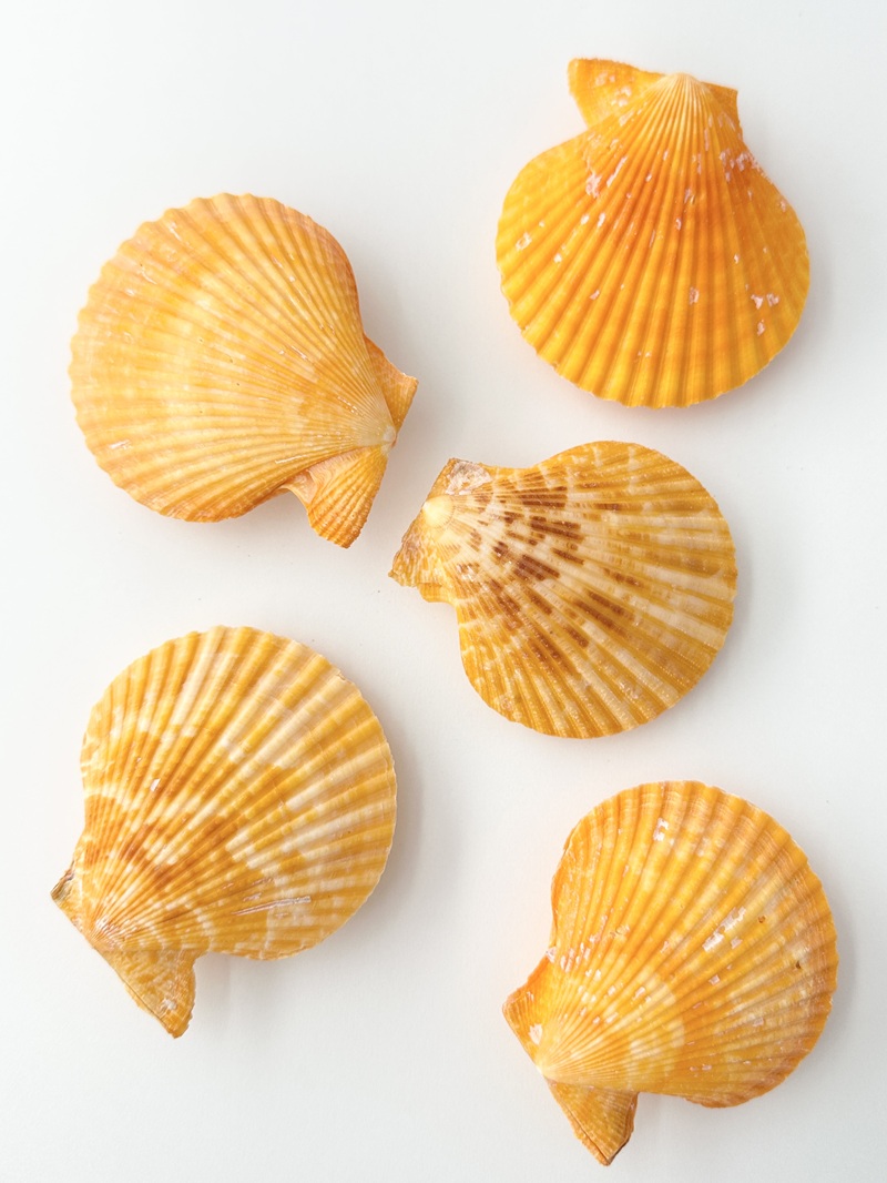 ヒオウギガイ両面-オレンジ系-【約6～8cm/5個入】 En: Pecten Nobilis pair orange(size:6-8cm, per 5pcs)