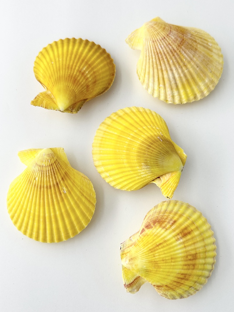 ヒオウギガイ両面-黄系-【約6～8cm/5個入】 En: Pecten Nobilis pair yellow (size:6-8cm, per 5pcs)