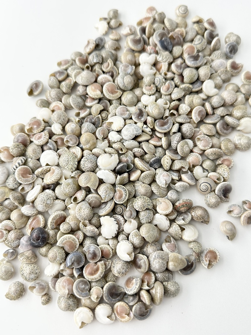 ナチュラル アンボンニュ(サラサキサゴ)【約0.5～1.3ｃｍ】[メール便可-400ｇまで]  　 En:  Umbonium  -Natural- (size:0.5～1.3cm) 貝殻