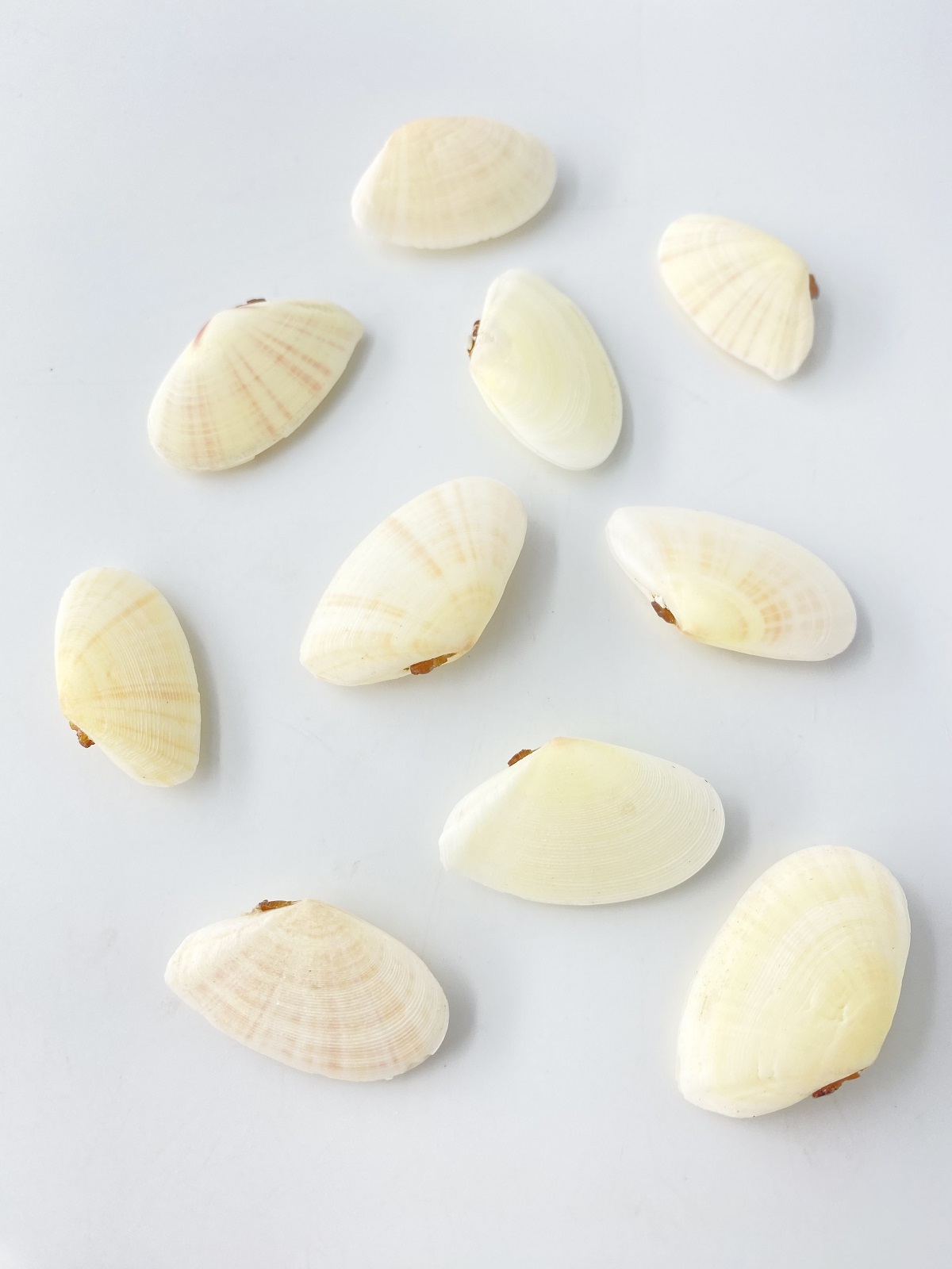 ヒメニッコウガイ両面【4ｃｍ前後/10個入】[メール便可-6袋まで]  En:Tellinella staurella pair (size:approx.4cm, per 10pcs) 貝殻
