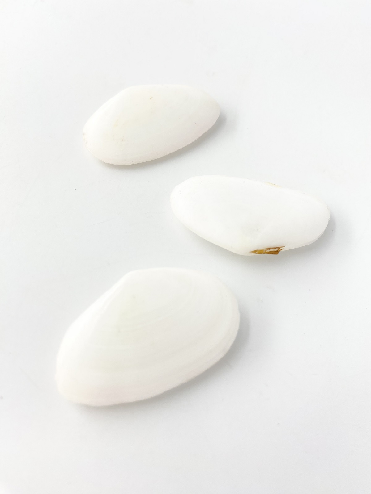 ニッコウガイホワイト両面【約4.0～5.5ｃｍ/3個入】[メール便可-20袋まで]   En: Sunshine shell  white (Size:4-5.5cm, per 3pcs) 貝殻