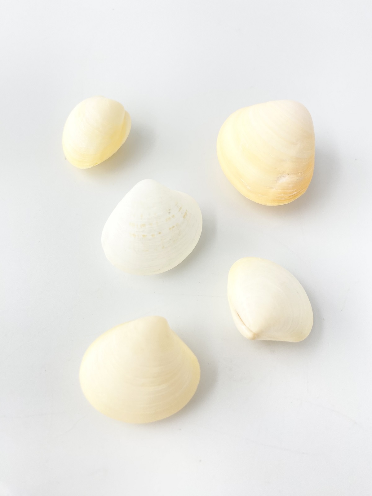 イエローコクルス【約2.5～4ｃｍ/5個】[メール便可-8袋まで]   En: Yellow Cockles(Size:2.5-4cm, per 5pcs) 貝殻