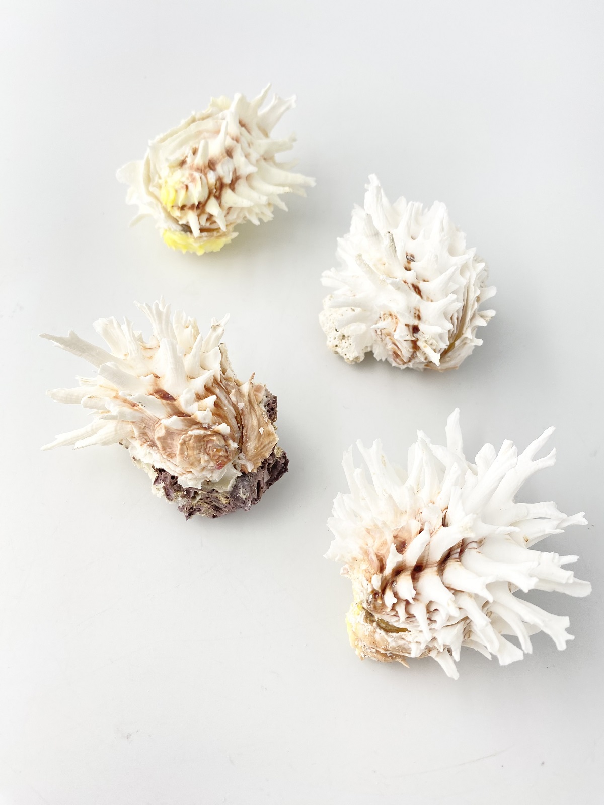 ヒレインコ【約5～6ｃｍ/1個】 En: Chama lazarus (size:5-6cm, per 1pc) 貝殻