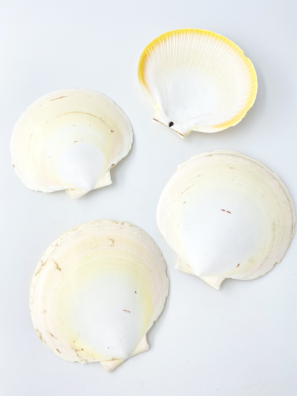 国産ツキヒガイ 片面 -白-(月側）-【10ｃｍ前後/10枚】 En: sun and moon shell one side (Size:10cm, per 10pc) 貝殻
