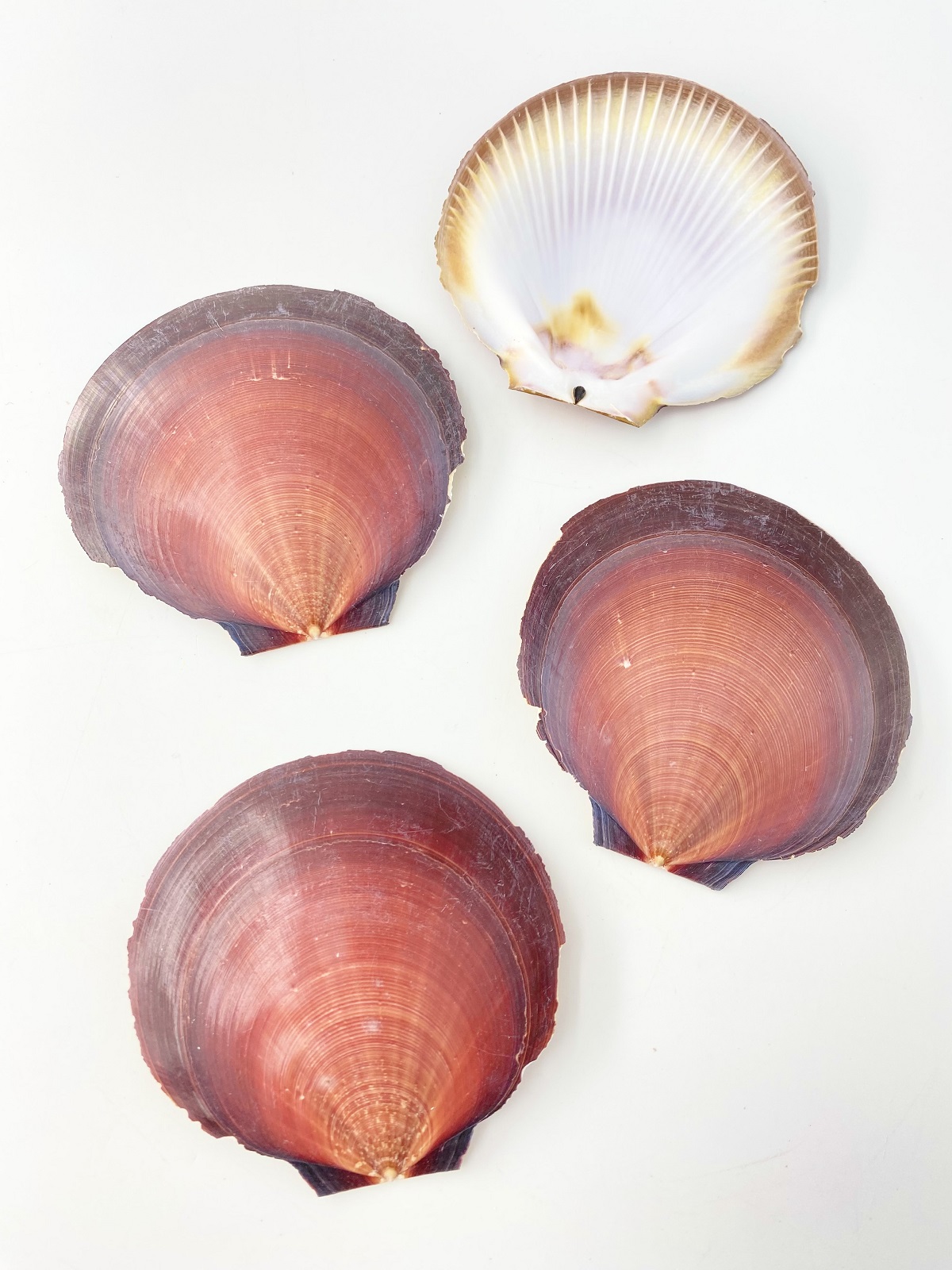 国産ツキヒガイ 片面 -赤-(日側）【10ｃｍ前後/10枚】 En: sun and moon shell one side (Size:10cm, per 10pc) 貝殻