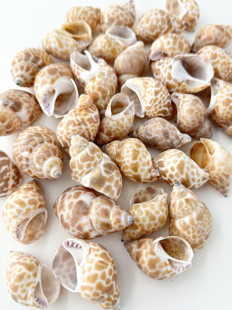セイロンバイ【約4～6ｃｍ】En:   Babylonia zeylanica (Size:4-6cm) 貝殻