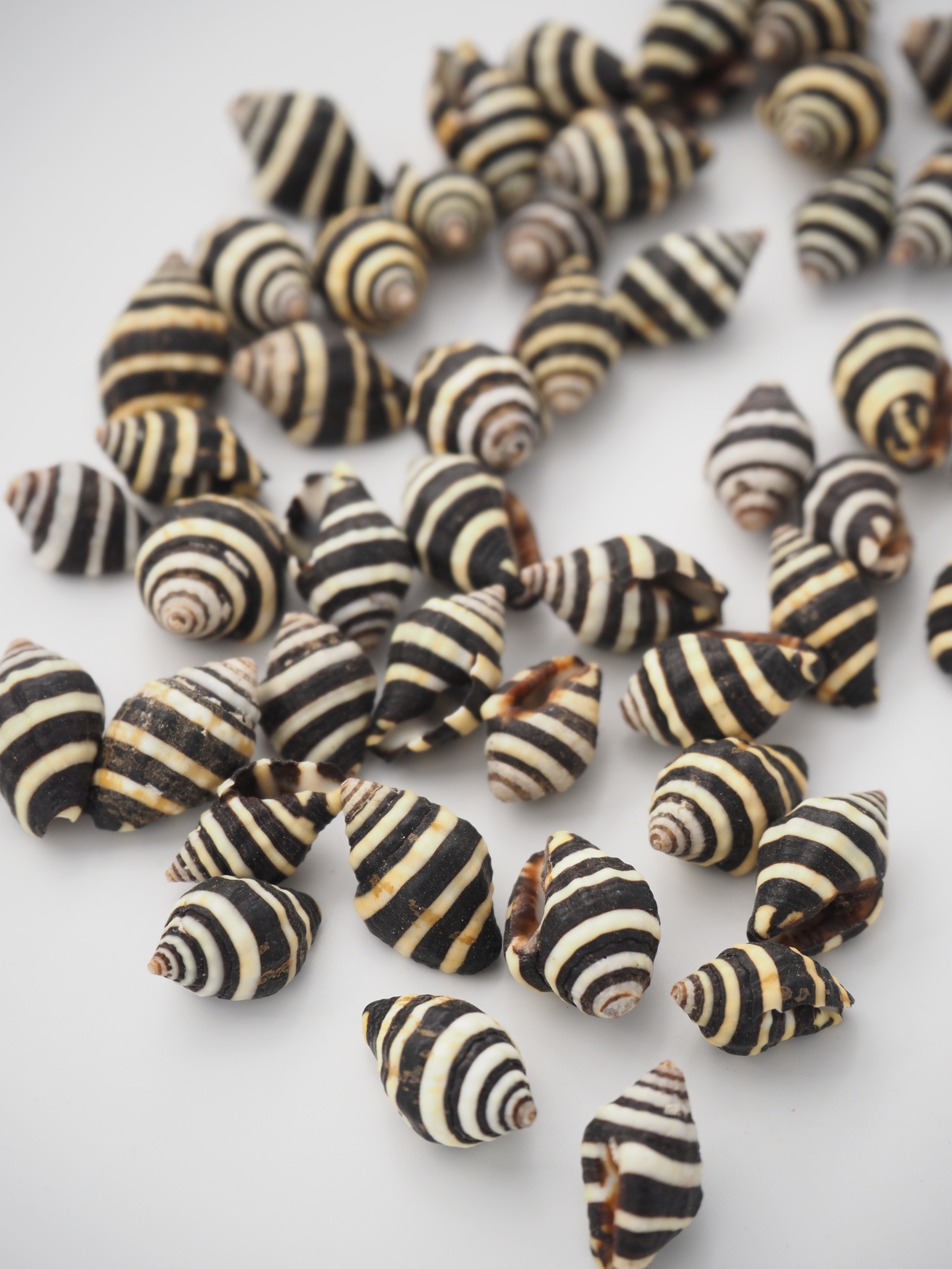 ノシガイ【約1.0～1.5ｃｍ/50ｇ】[メール便可-5袋まで] En:Bumble bee snail (Size:8-10cm, per 3pcs)