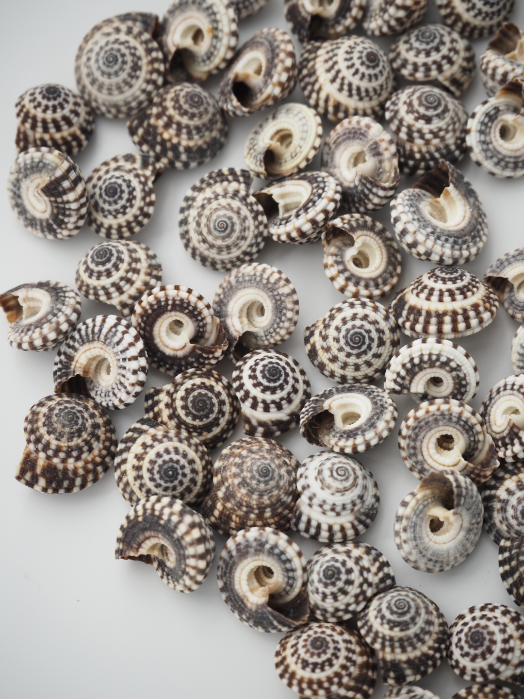 ブラックストライプ(コシダカナワメクルマガイ)【約0.8～1.5cm/50g】[メール便可-6袋まで]    En: Black strip (Size:0.8-1.5cm, per 50g) 貝殻