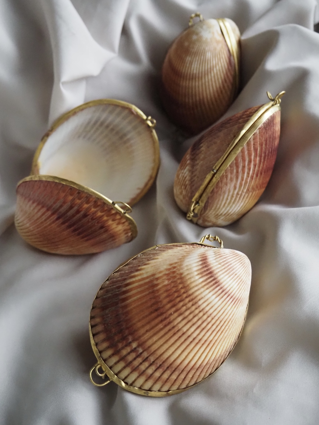 貝殻の小物入れ-マドレーヌ-【約7.0～8.0cm/1個】 En:  Shell coin purse -Brown Cockles- (size:approx.7～8cm, per 1pcs)