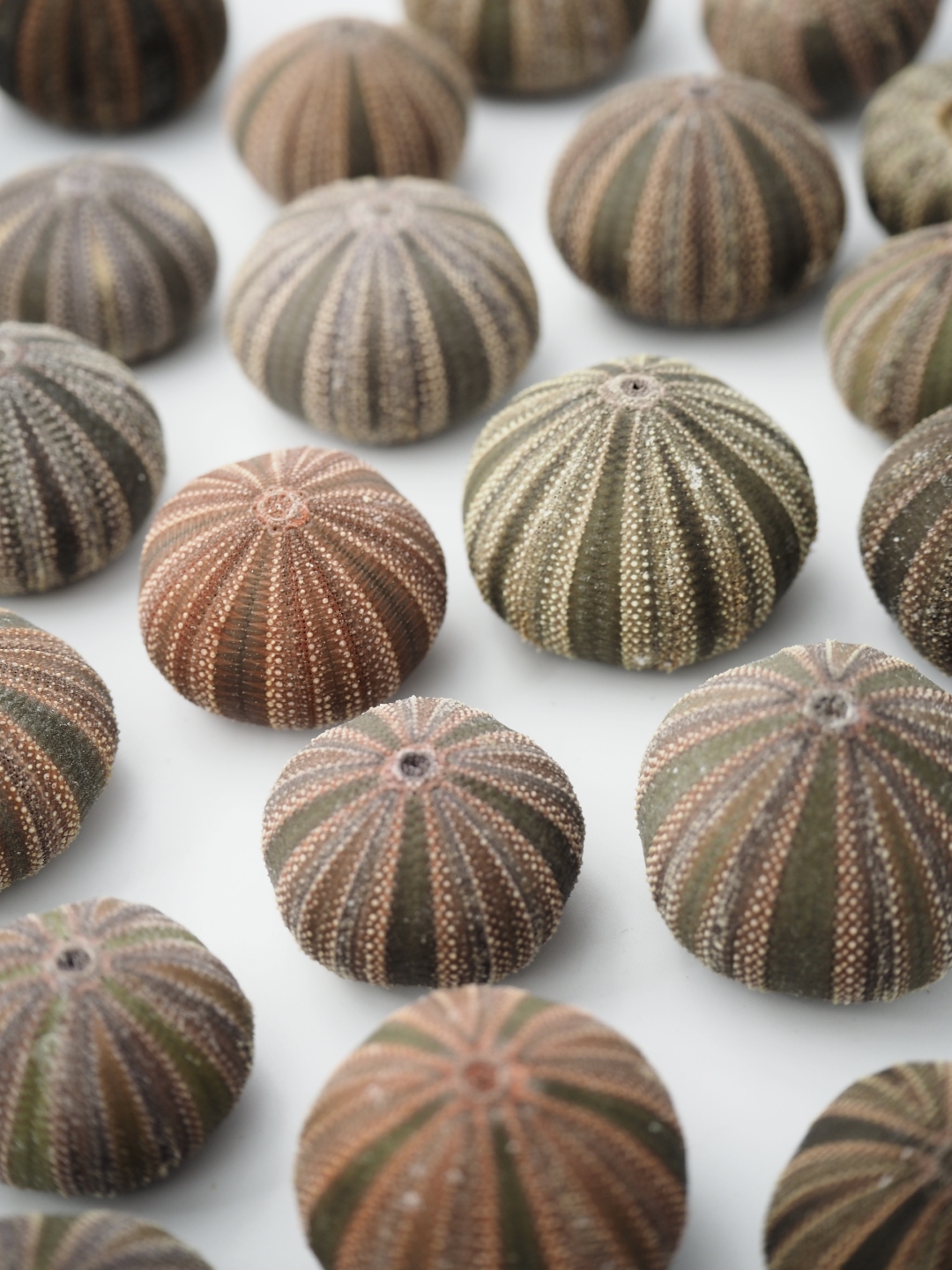 コシダカウニ(アリストテレスの提灯付き)【約2～3ｃｍ前後/1個入】 貝殻