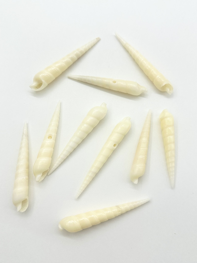 タケノコガイの仲間-ホワイト-【約4.0～6.5ｃｍ/10本入】[メール便可] En:  Terebridae (Size:4-6.5cm, per 10pcs) 貝殻