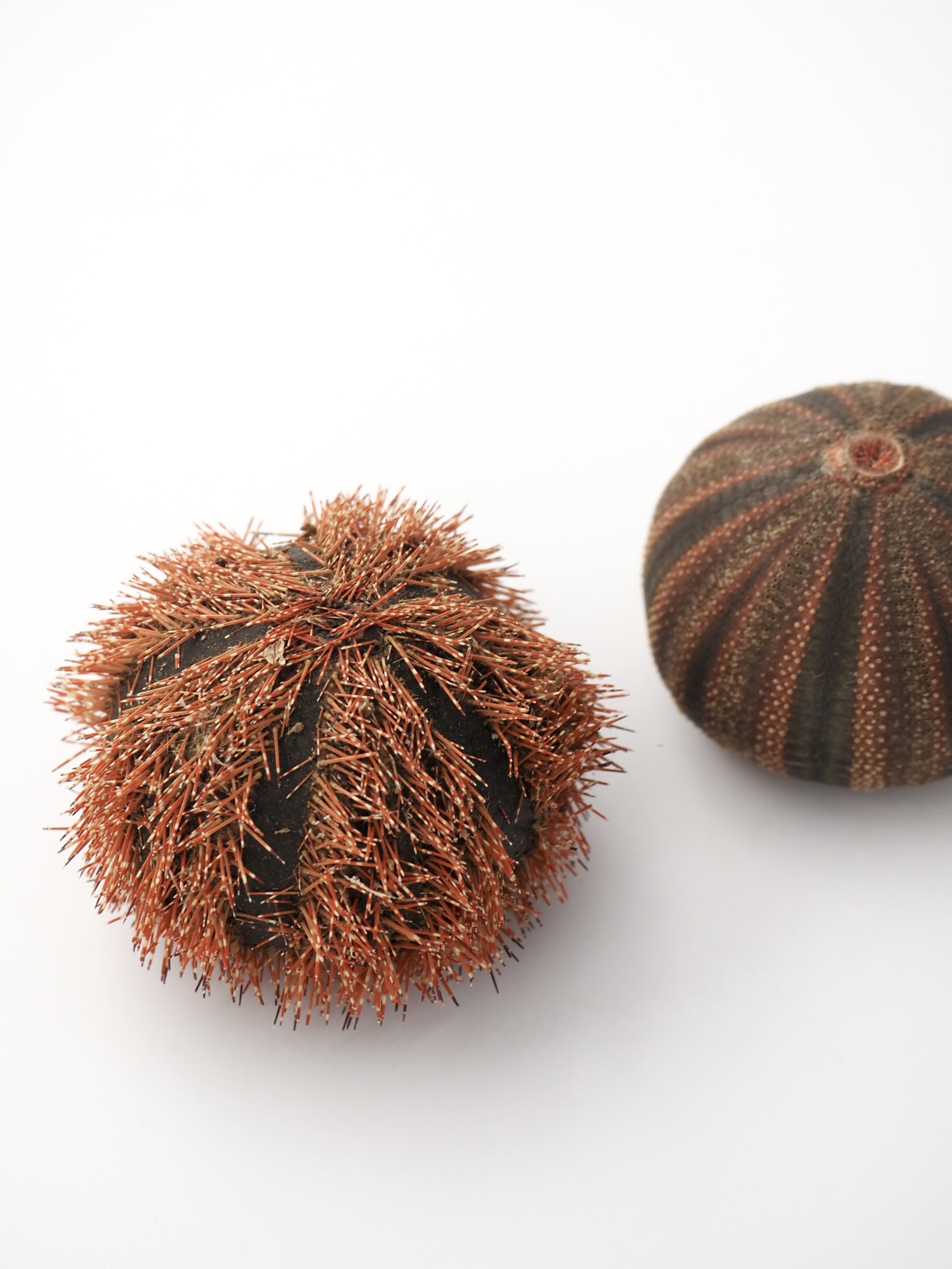 コシダカウニ(トゲ・アリストテレスの提灯付き)【約3～3.5ｃｍ前後/1個入】 貝殻