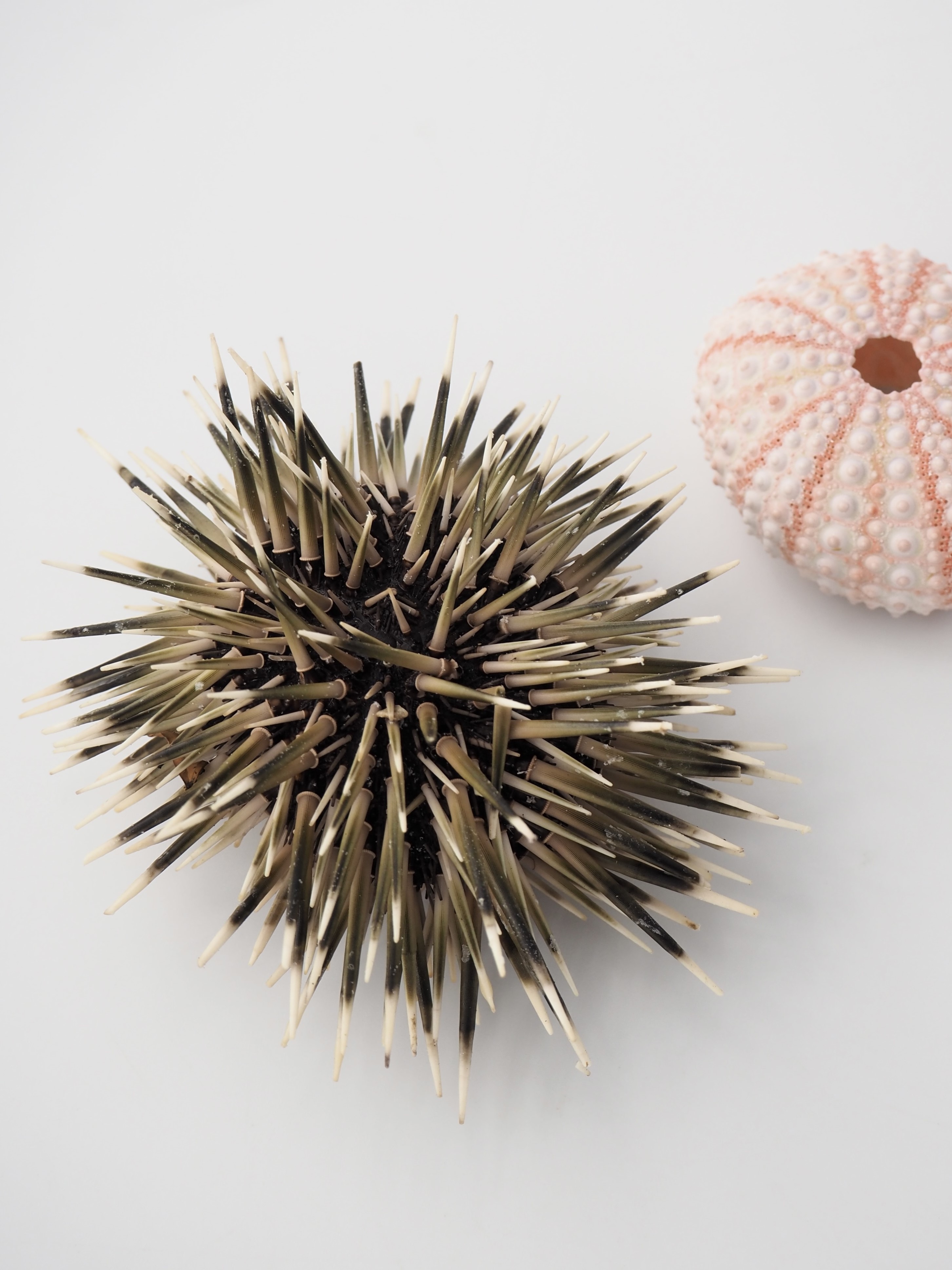 ピンクウーチン(ナガウニ)(トゲ・アリストテレスの提灯付き)【約6～8ｃｍ前後/1個入】 貝殻