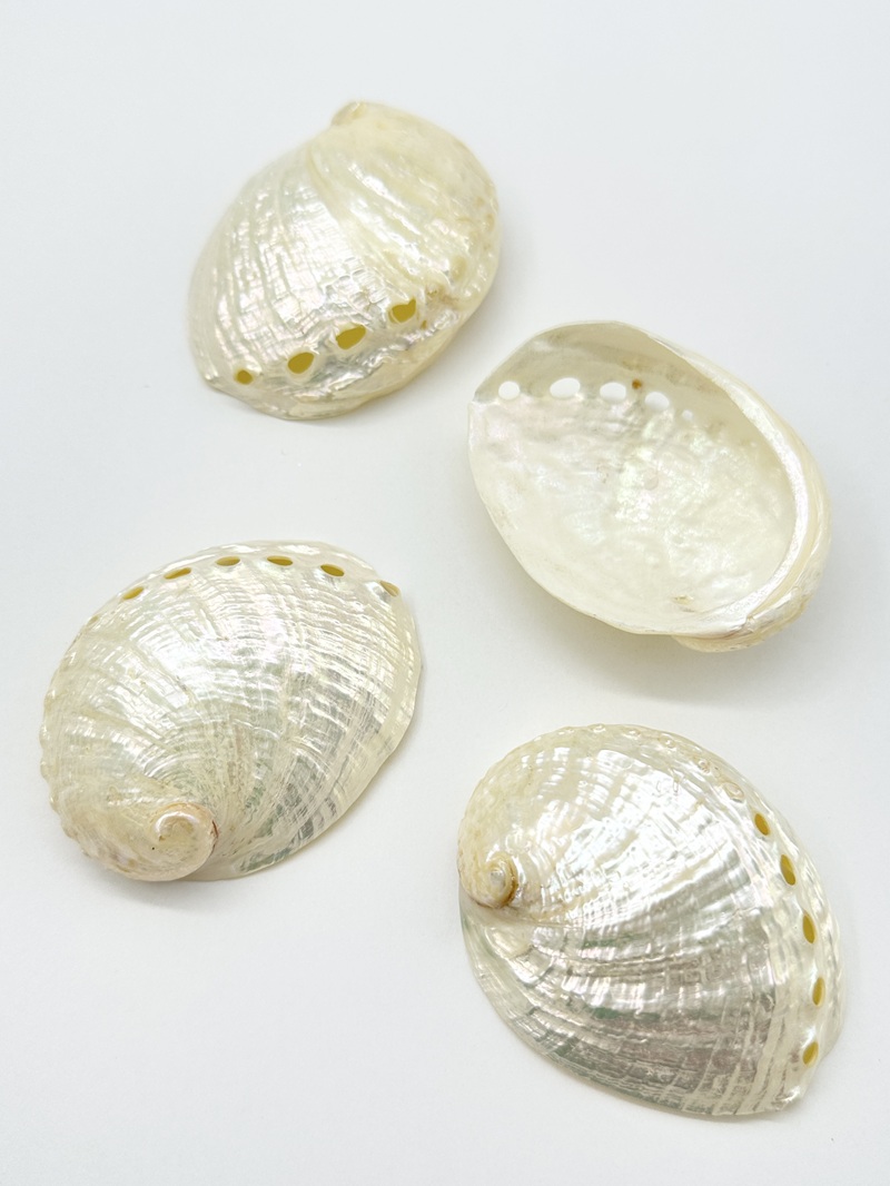 ハリオティス ペリザト真珠磨き【約6.5～7.0ｃｍ/1個】En:Haliotis assimilis pearlised (Size:6.5-7.0cm, per 1pc) 貝殻