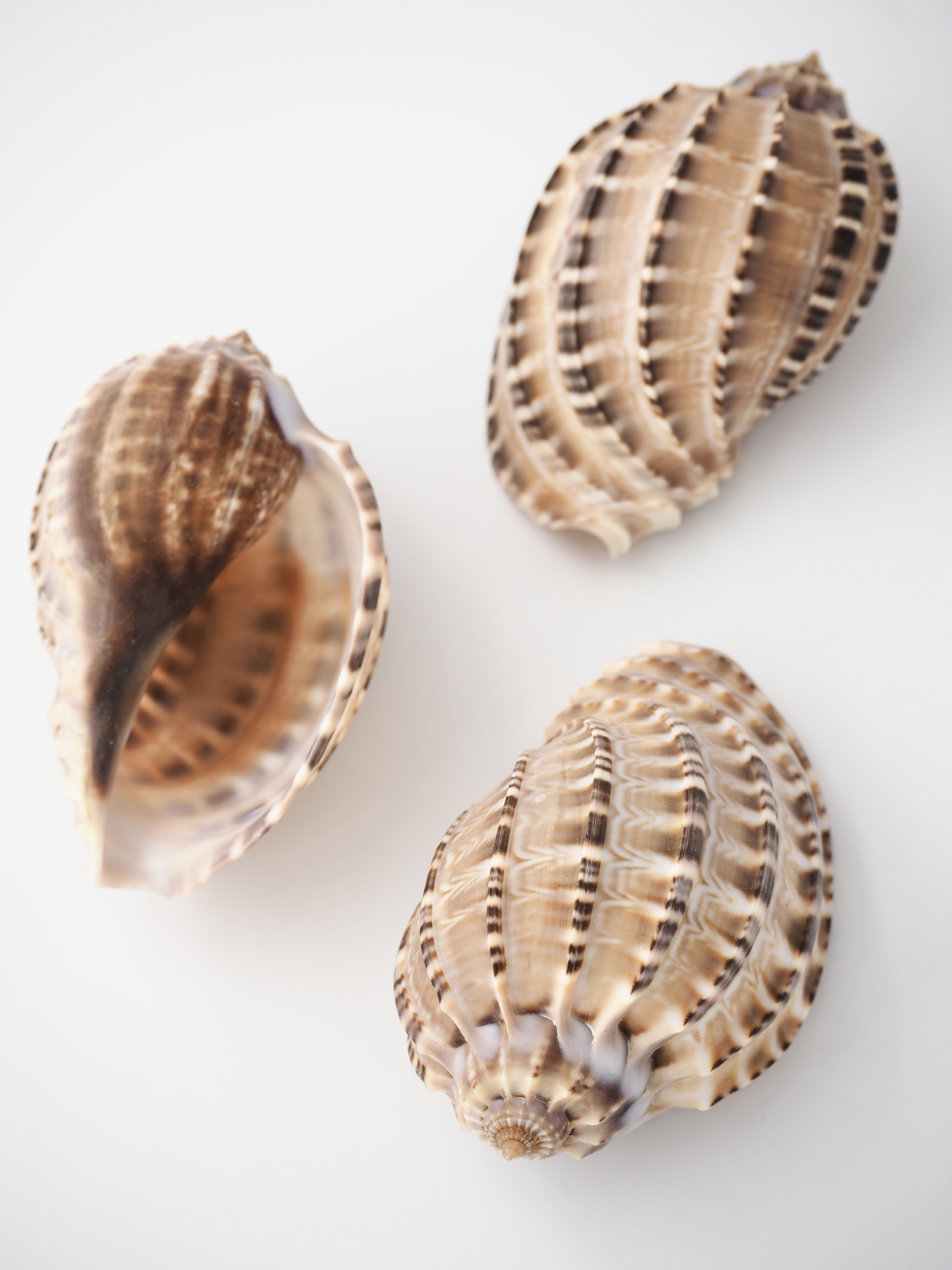 ショクコウラ【約6～7ｃｍ/1個】 En:Harpa Articularis (Size:6-7cm, per 1pc) 貝殻