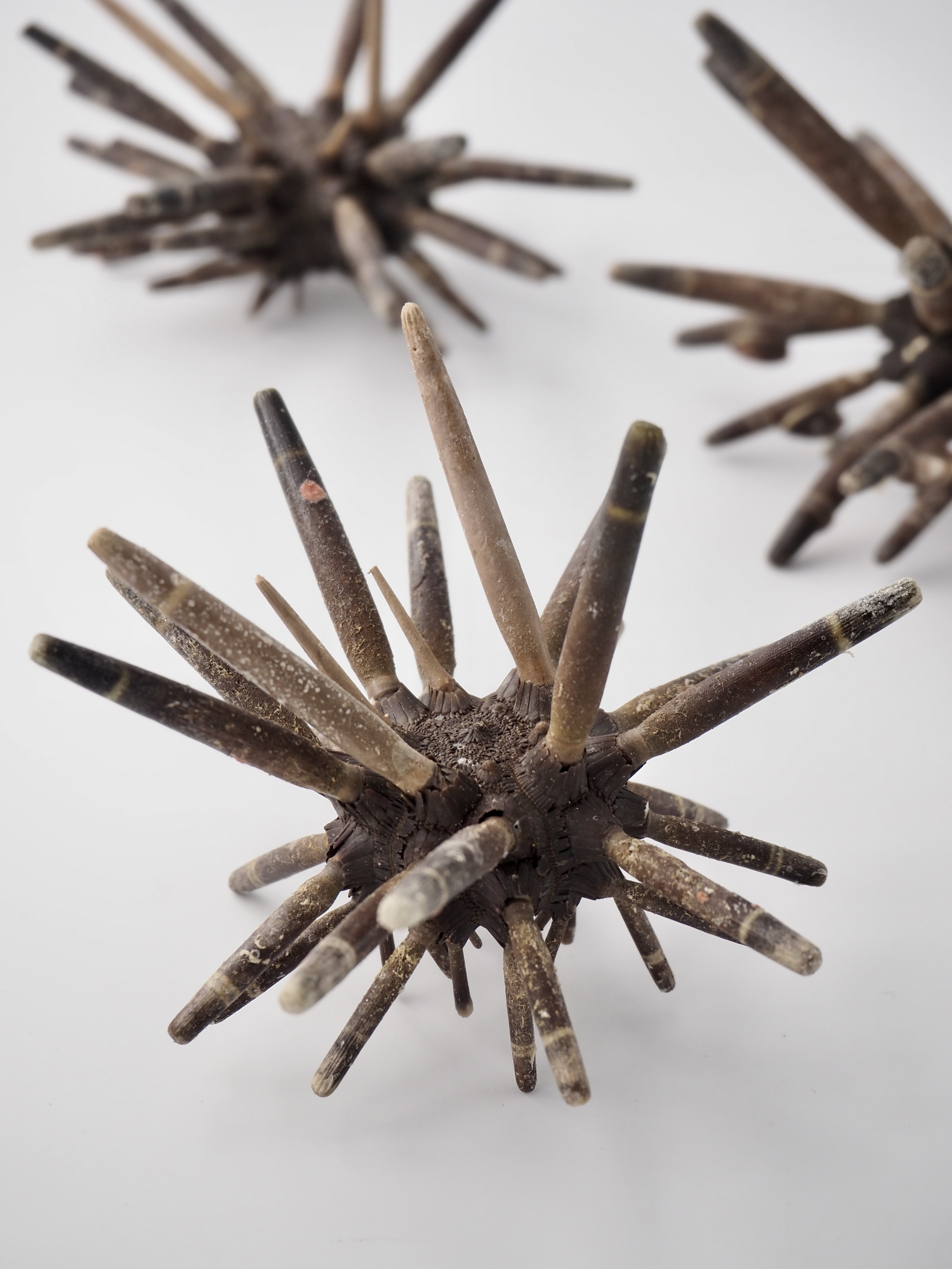 シーウーチンスプートニック（ミナミバクダンウニ）（トゲ・アリストテレスの提灯付き)【約10～15cm前後/1個入】 貝殻