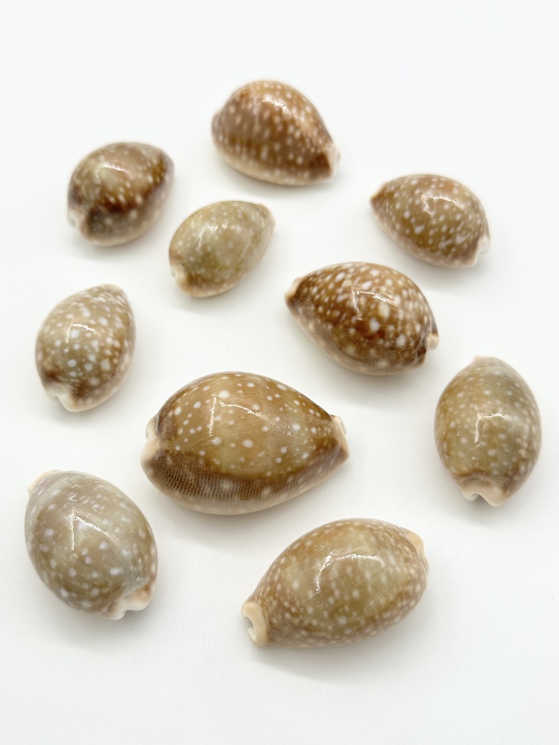 ホシキヌタ【4ｃｍ前後/10個】[メール便可-4袋まで]　En: Lyncina vitellus (size:4cm, per 10pcs) 貝殻