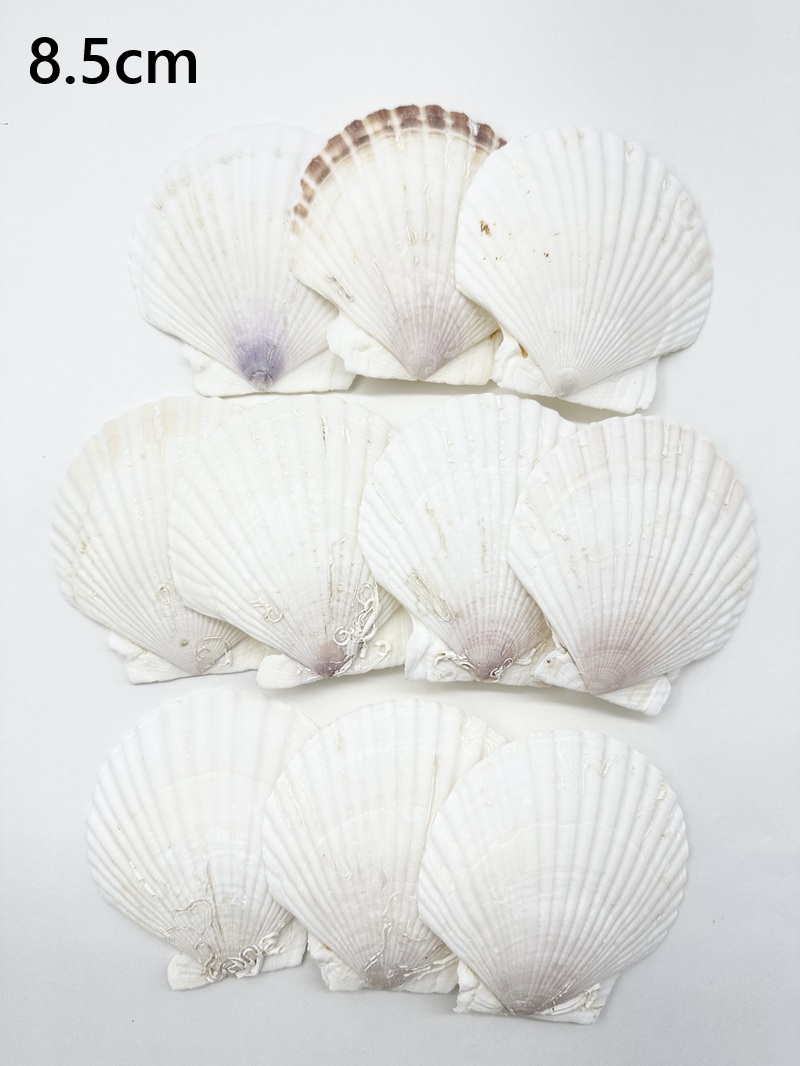 ホタテガイ【約8.5ｃｍ/10枚】[メール便可-2袋まで]　En: Japanese Scallop(size:8.5cm, per 10pcs) 貝殻
