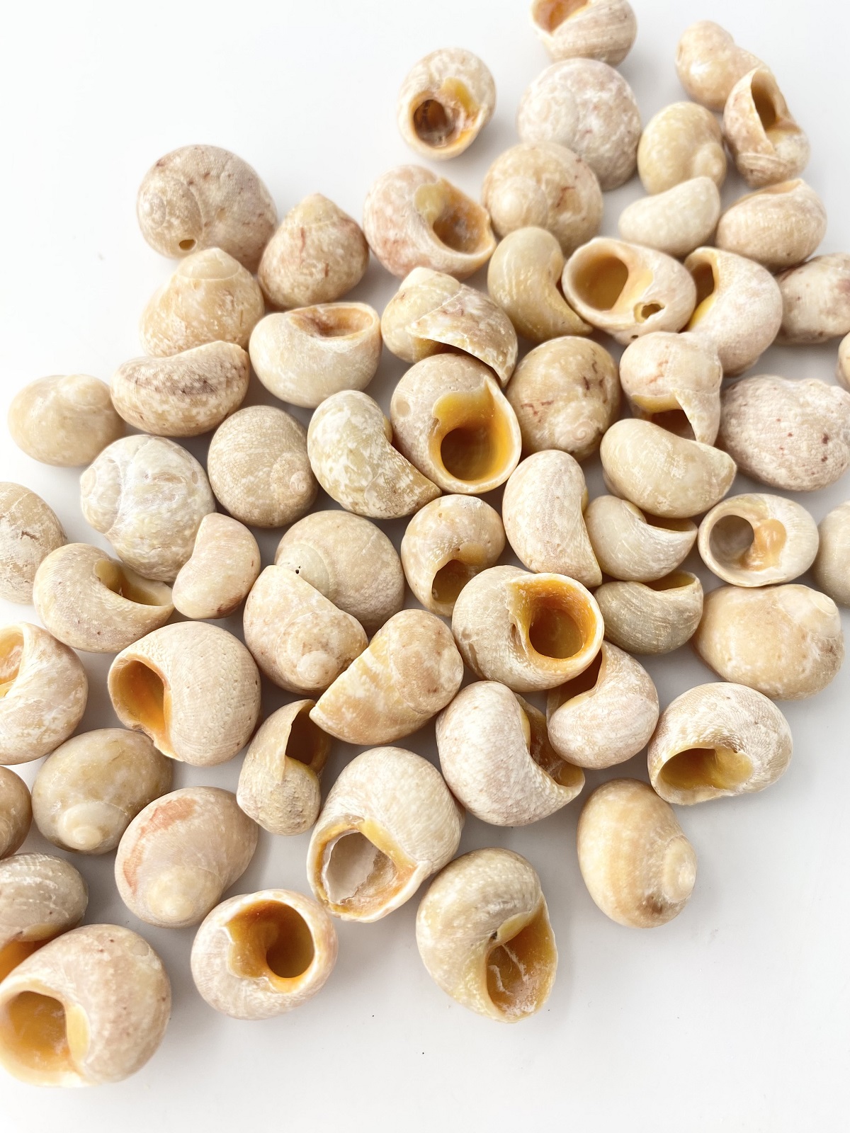 サラサダマガイ【約1.5～2.0ｃｍ】[メール便可-400ｇまで]En:Chrysostoma paradoxum (Size:1.5-2.0cm)