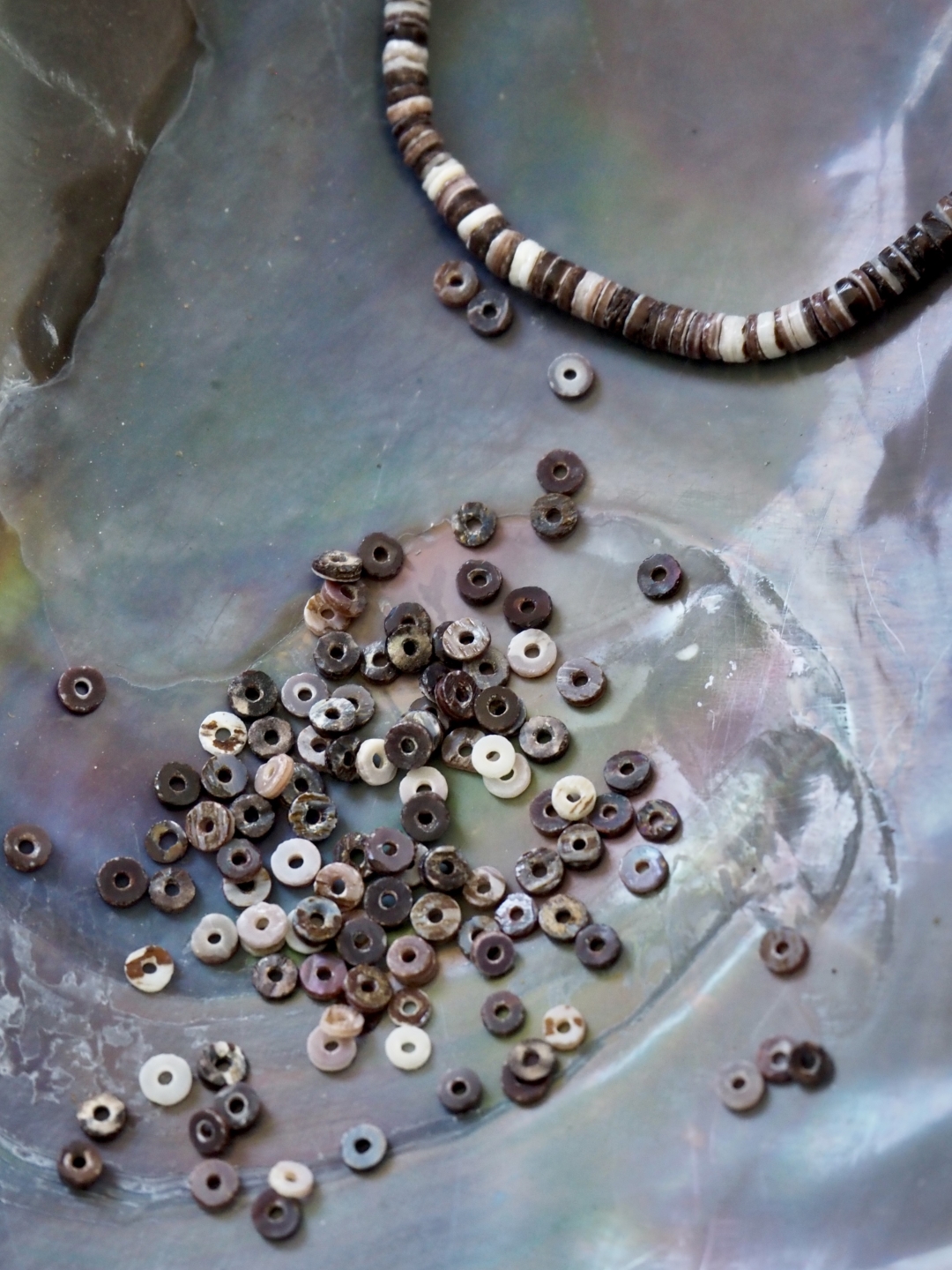 オイスター#15【約0.2～0.3ｃｍ/1本約60ｃｍ】[メール便可]   En:  Shell accesorry Black oyster (Size:0.2-0.3cm, per 1strand-60cm) 貝殻