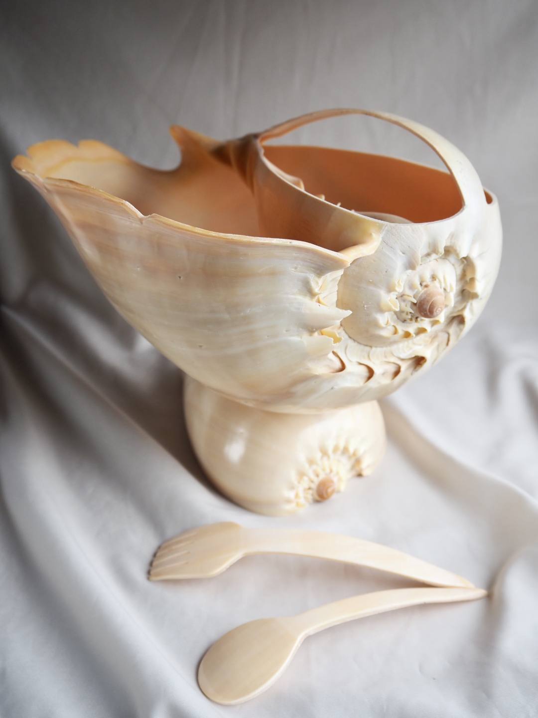 メロディアデマ ボウル【縦18cm程度 横25cm程度 高さ17cm程度/1個】En: Shell cup- Melo diadema- (Size:W25,D18,H17cm, per 1pc)